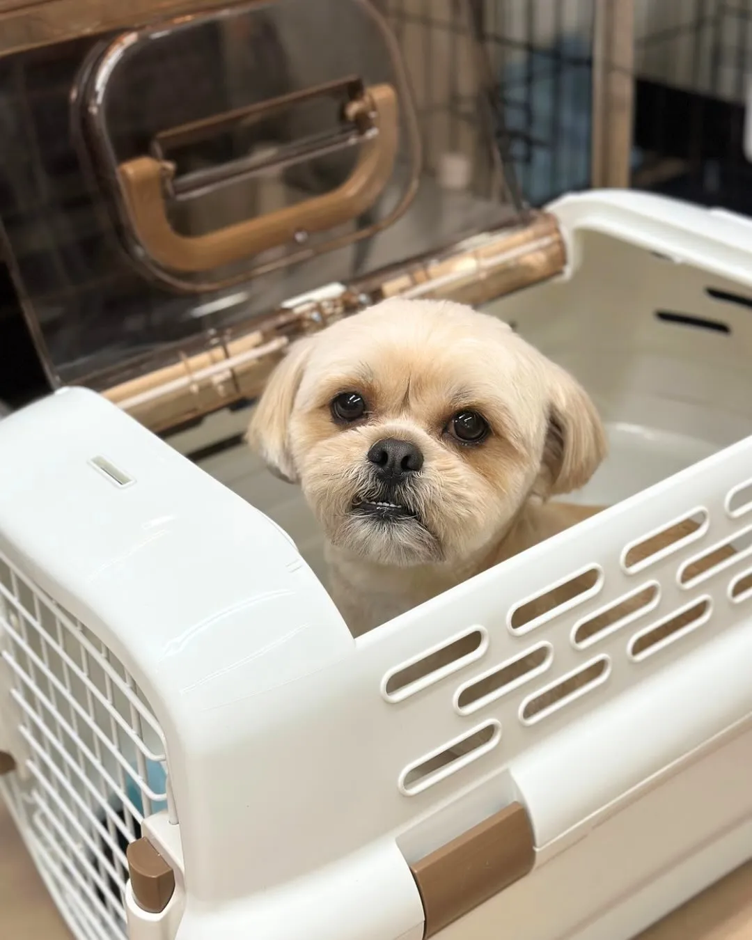 🐣べあくん🐣