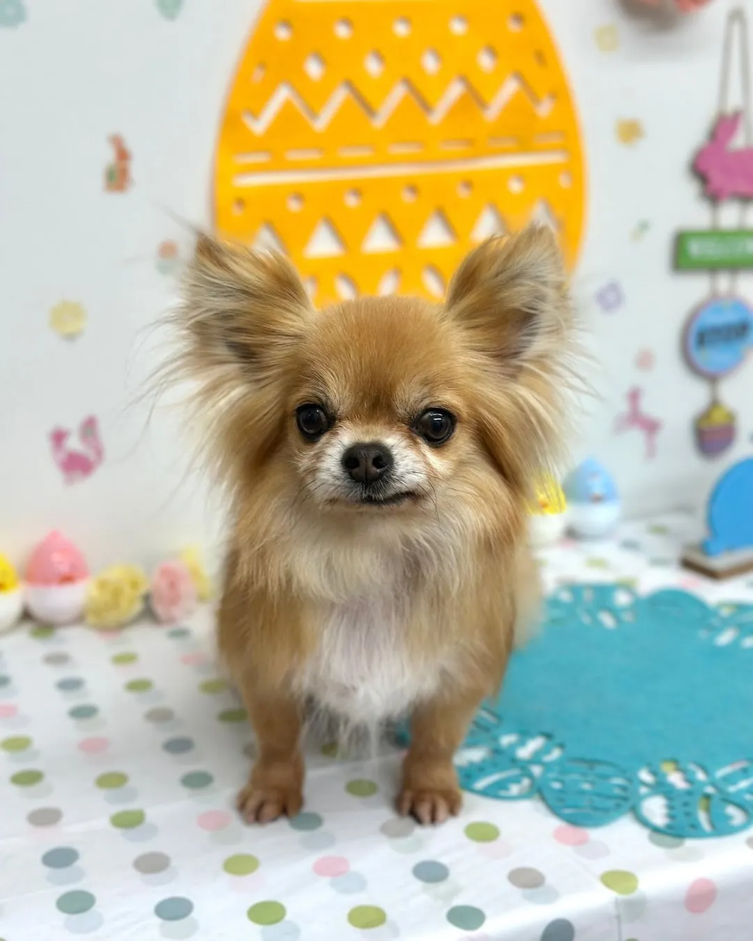 🐣ココちゃん・ルルくん🐣