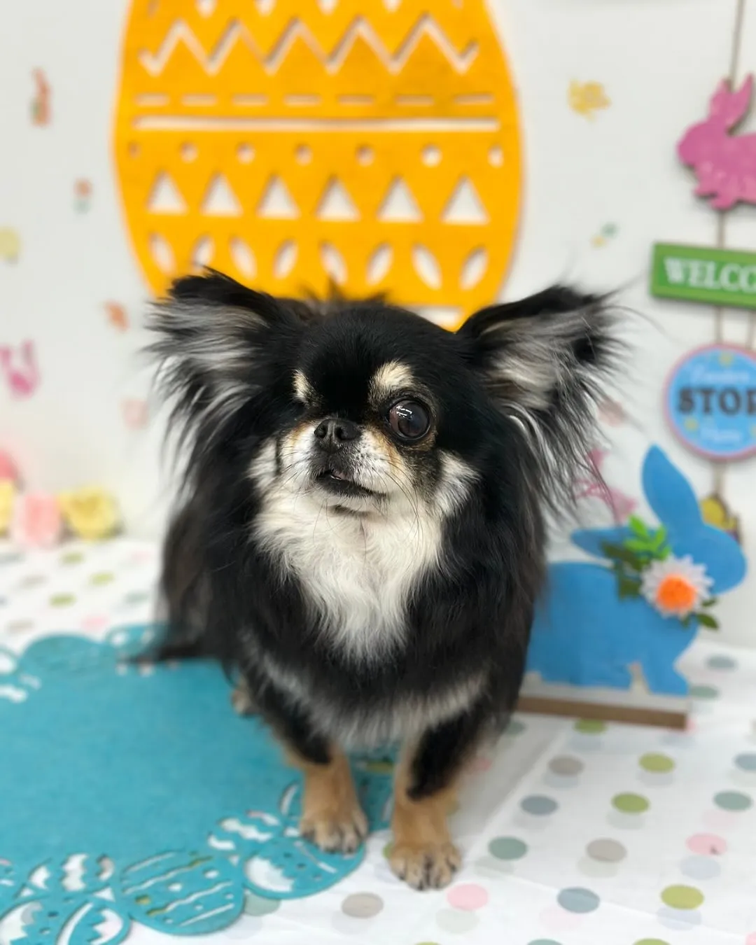 🐣ココちゃん・ルルくん🐣