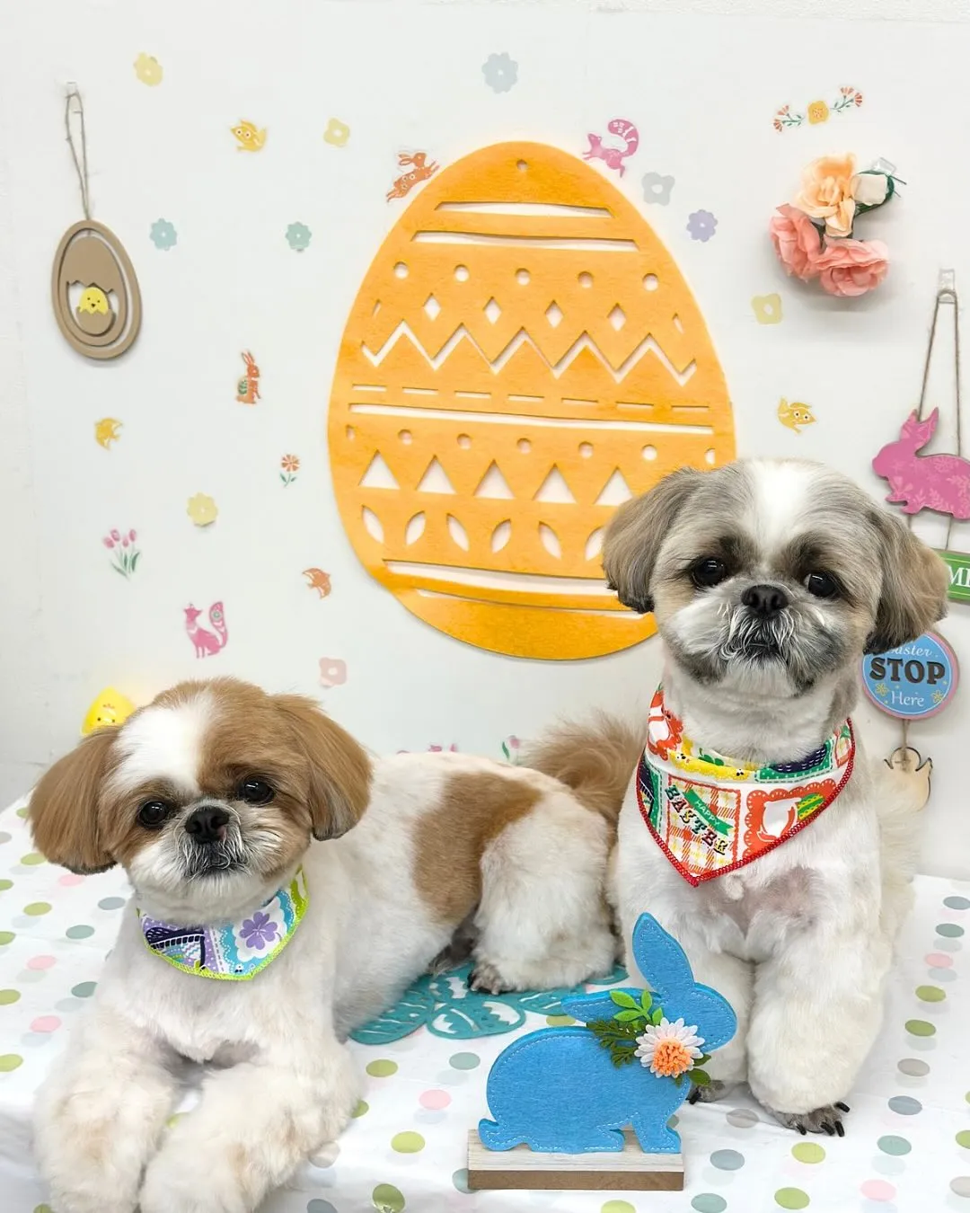 🐣マロンくん･リンクくん🐣