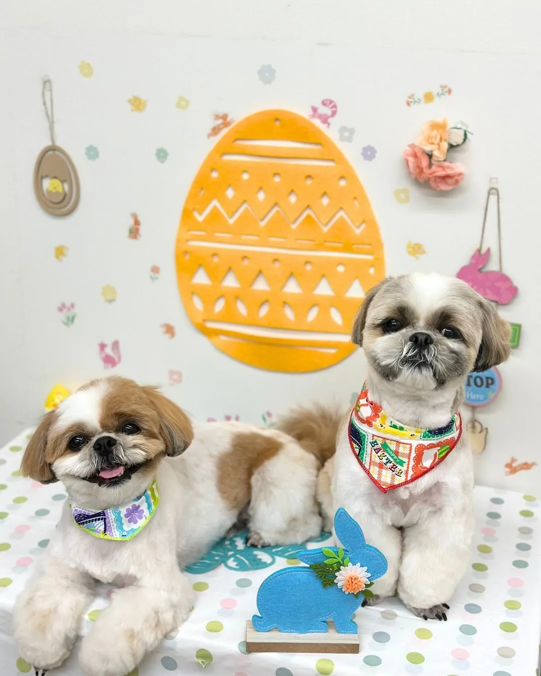 🐣マロンくん･リンクくん🐣