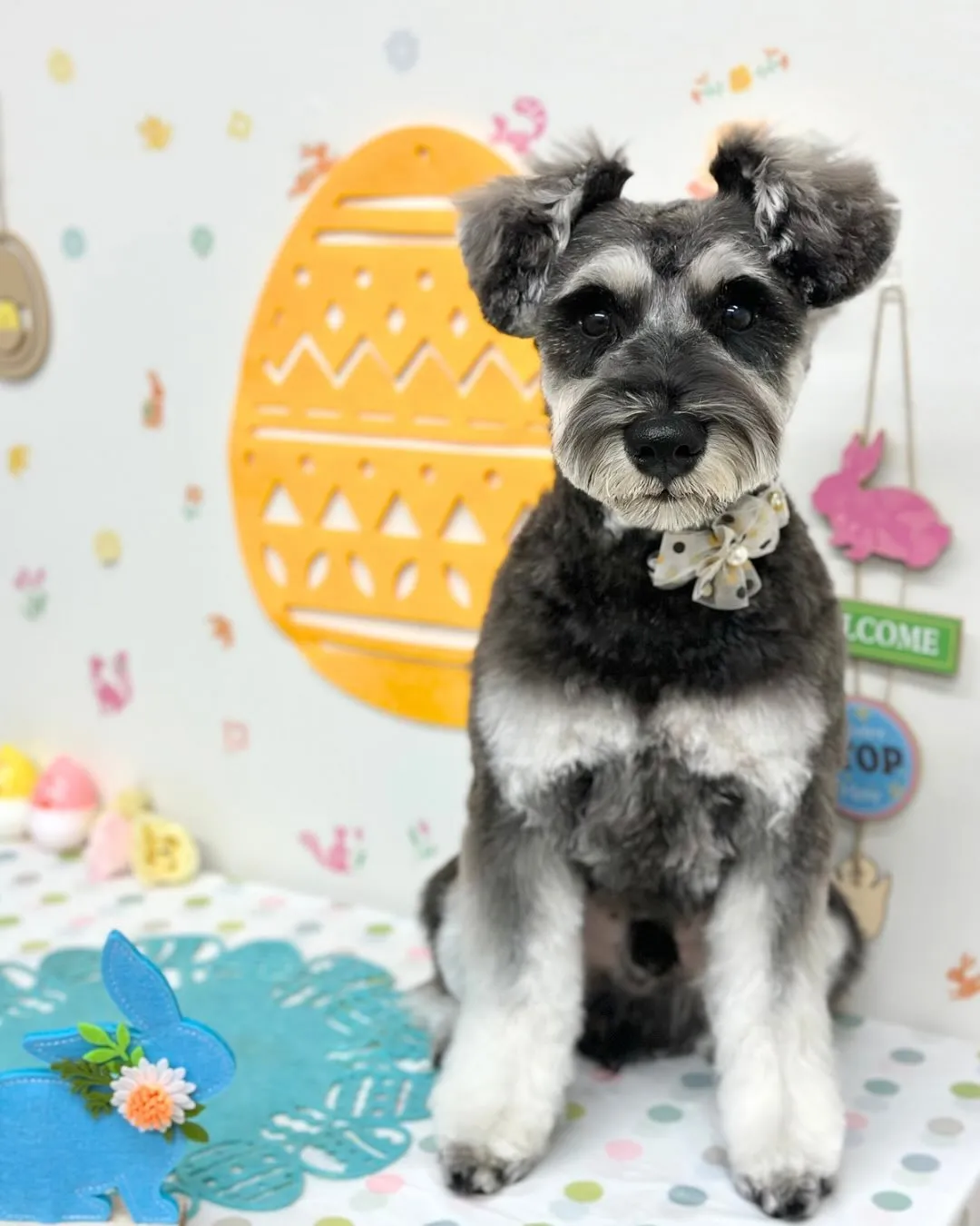 🐣しずくくん🐣