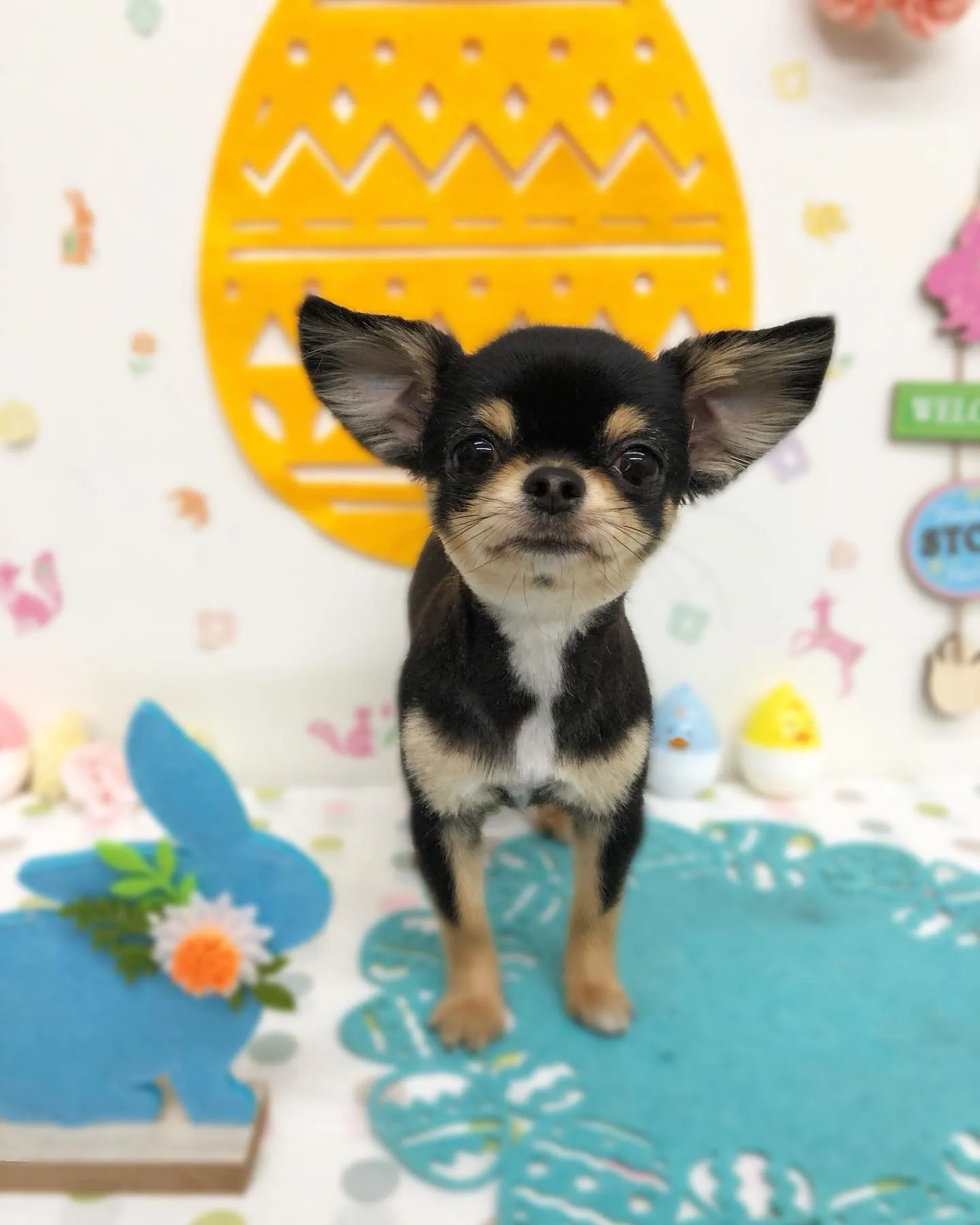 アップルちゃん🍎