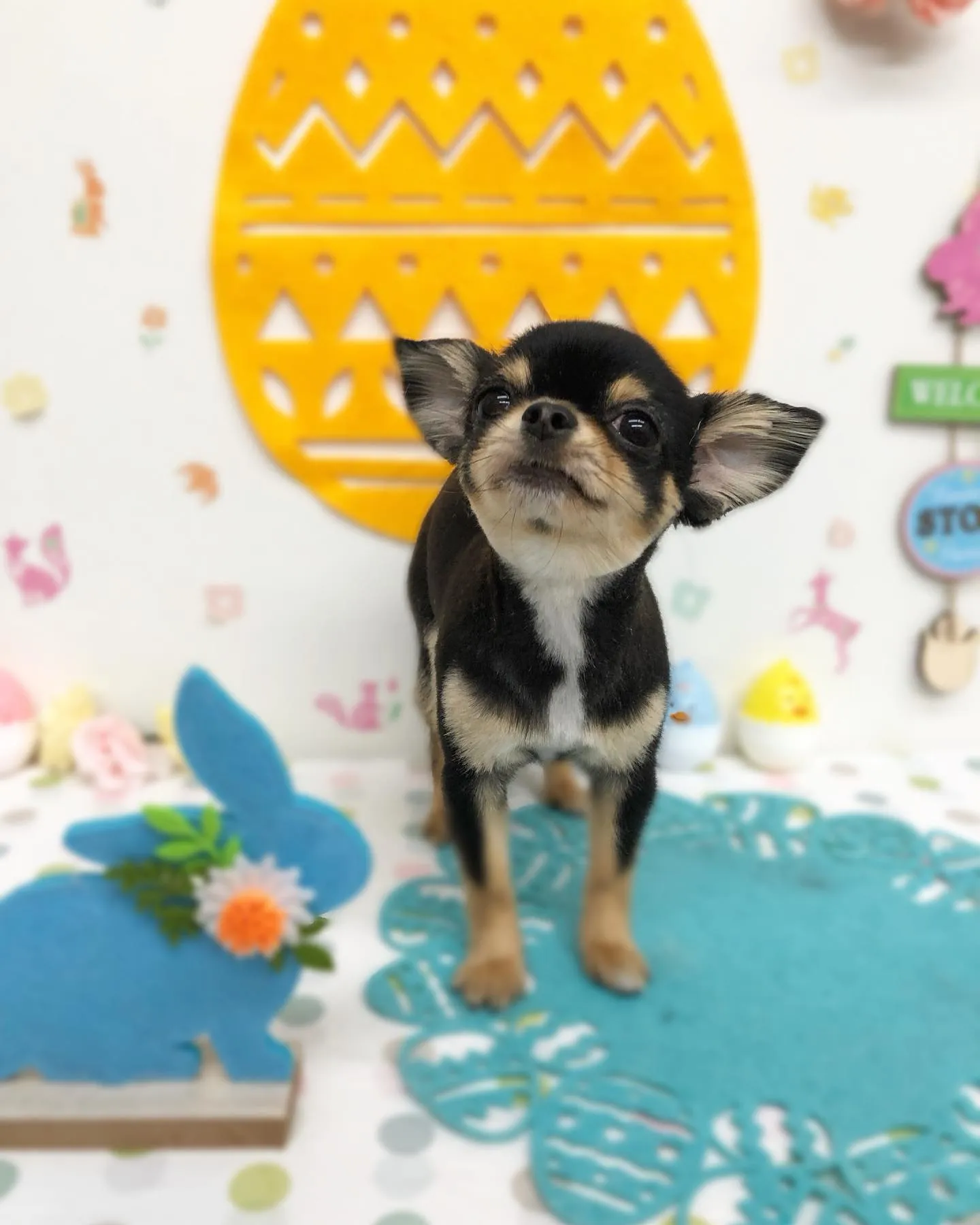 アップルちゃん🍎