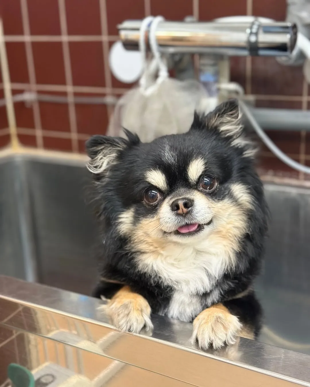 🐣りんくん🐣