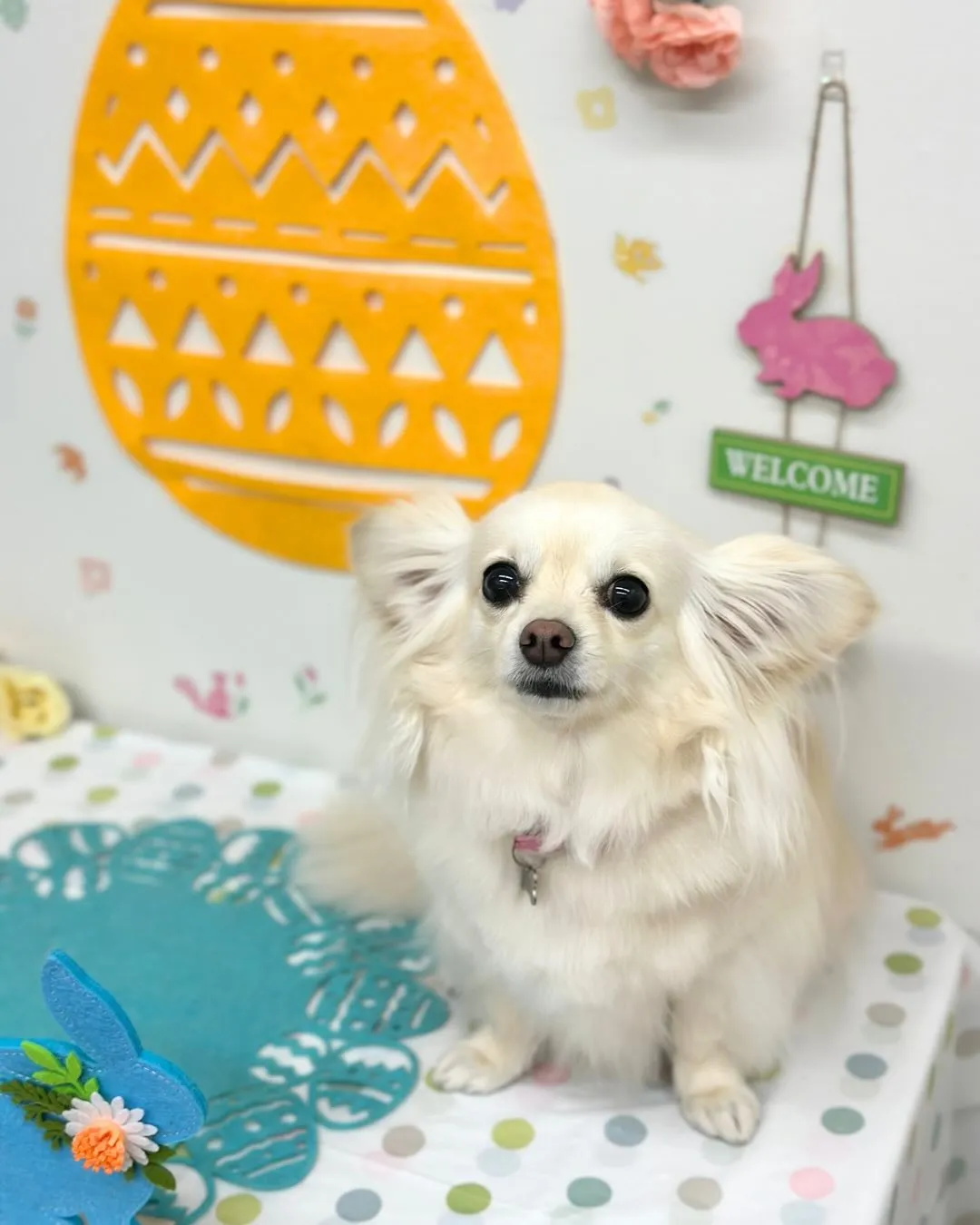 🐣とらまるくん･みこちゃん🐣