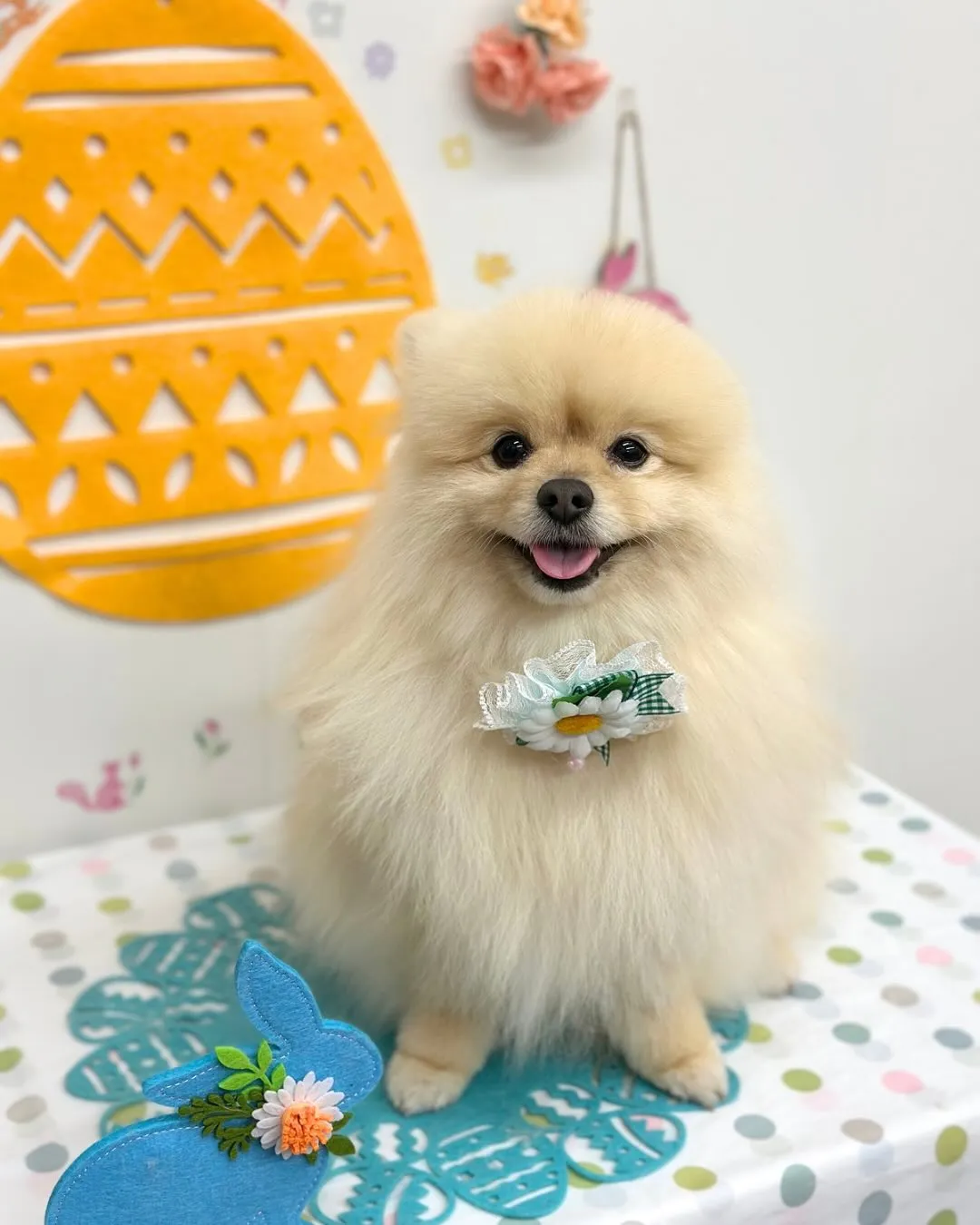 🐣レオンくん🐣