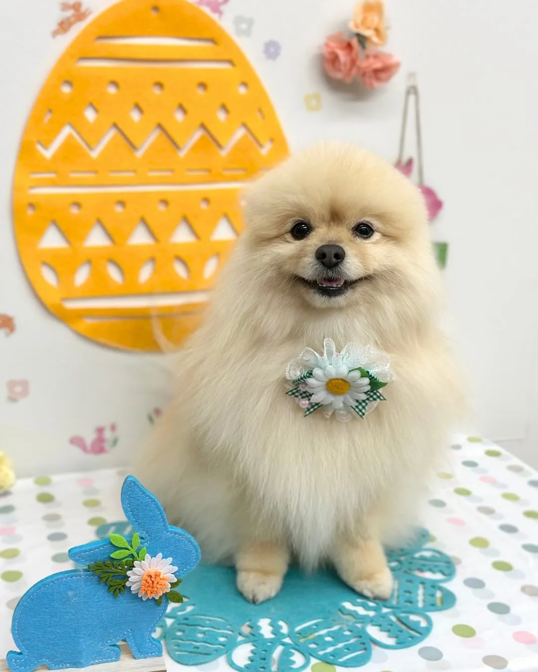 🐣レオンくん🐣