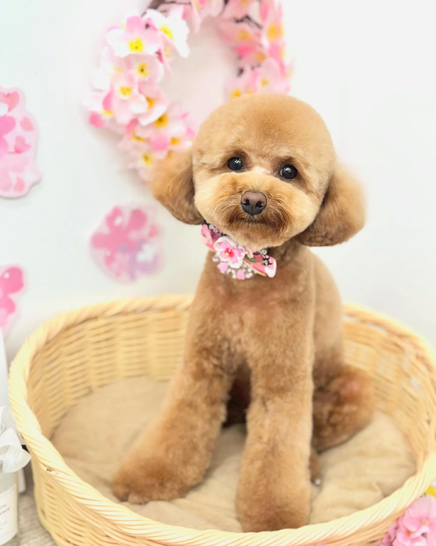 こたろうくん🧸🤎