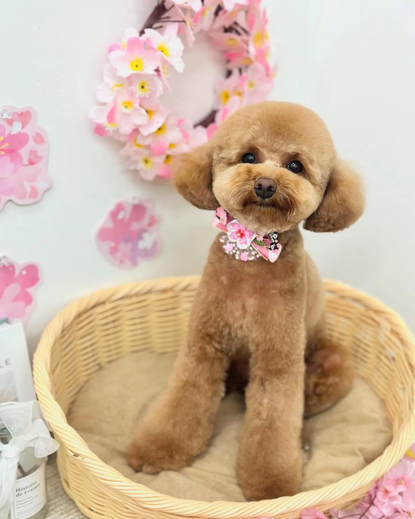 こたろうくん🧸🤎