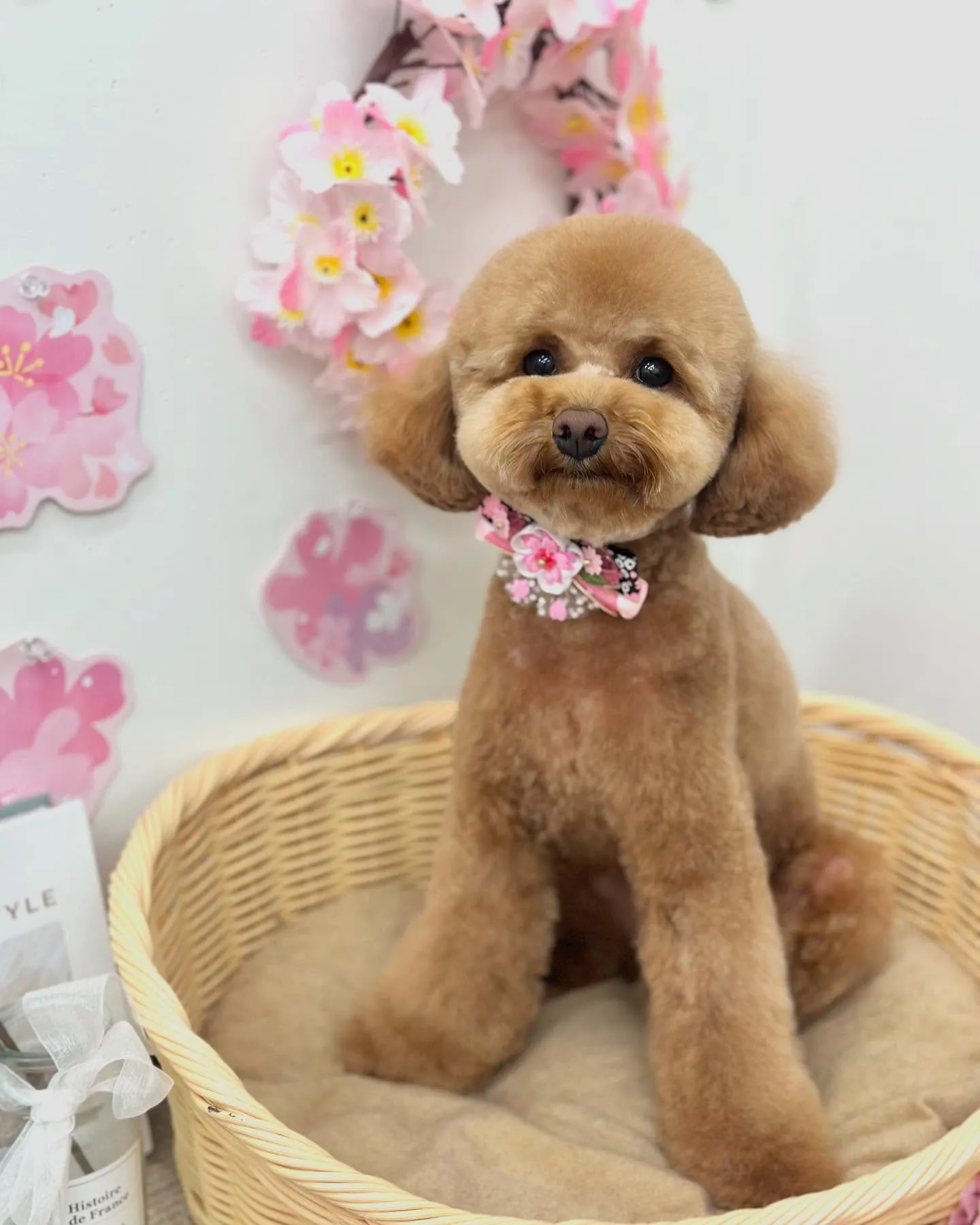 こたろうくん🧸🤎