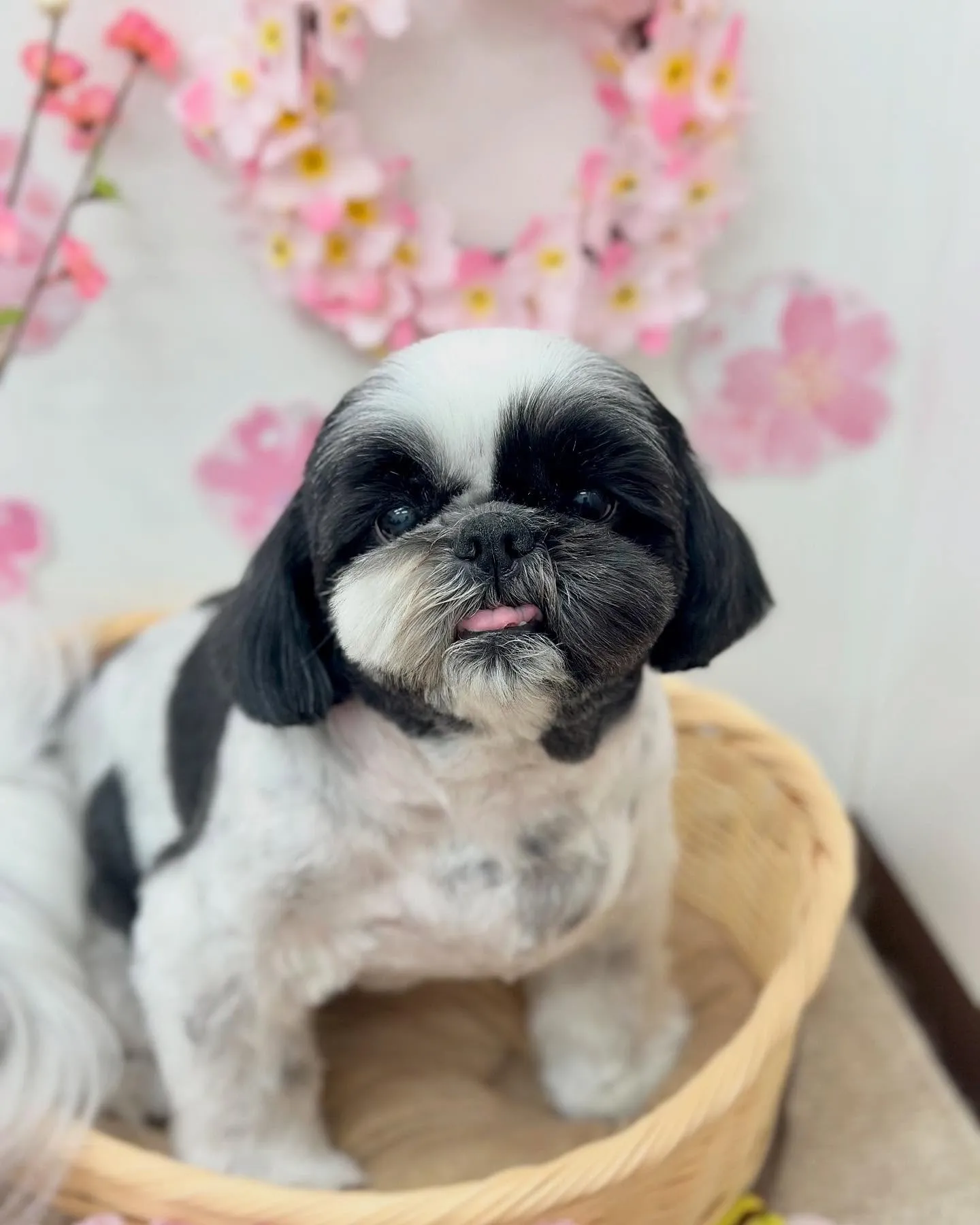 カイくん🐮💛