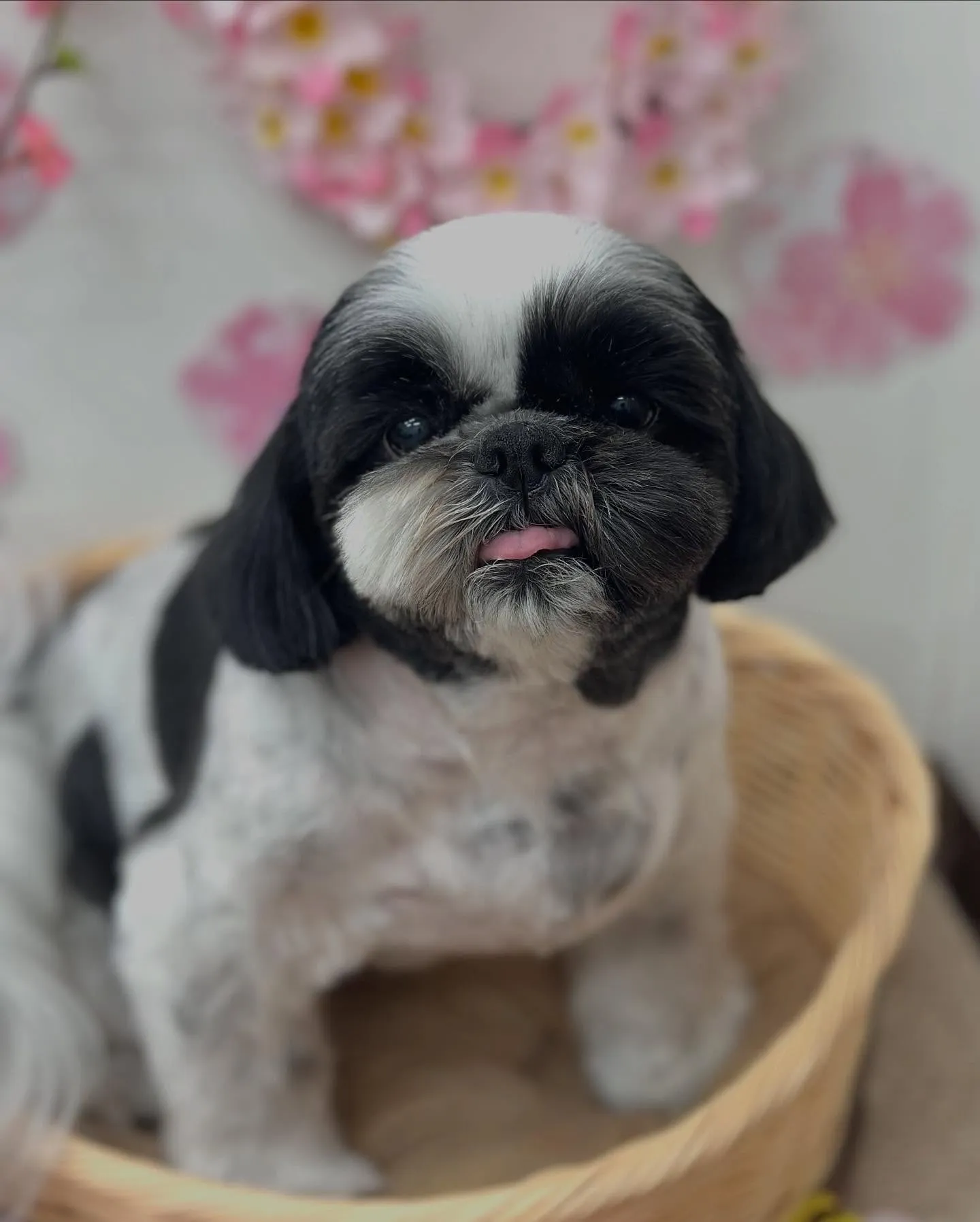 カイくん🐮💛