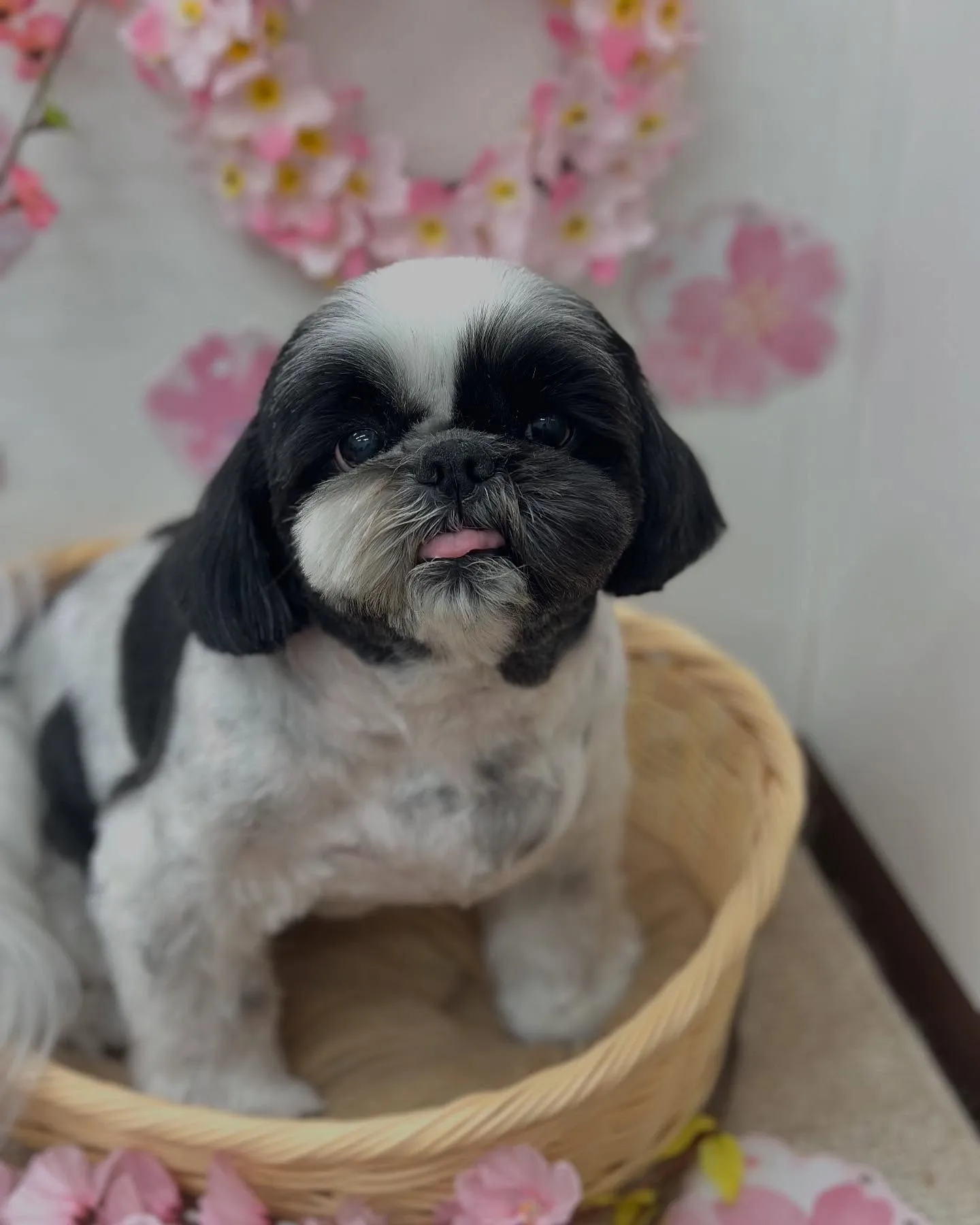 カイくん🐮💛