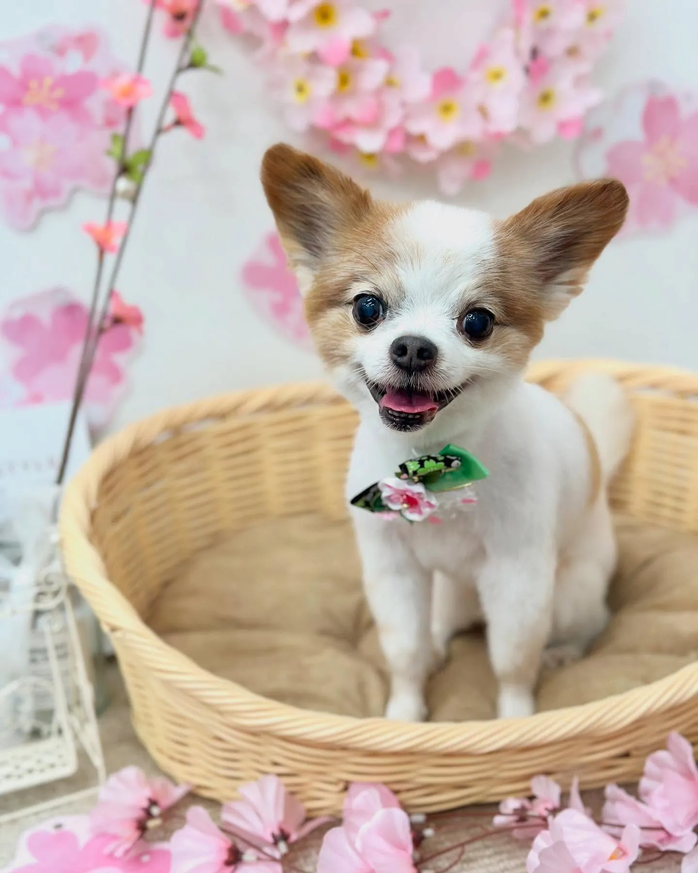 ハッピーくん🩵ノヴァくん🩵