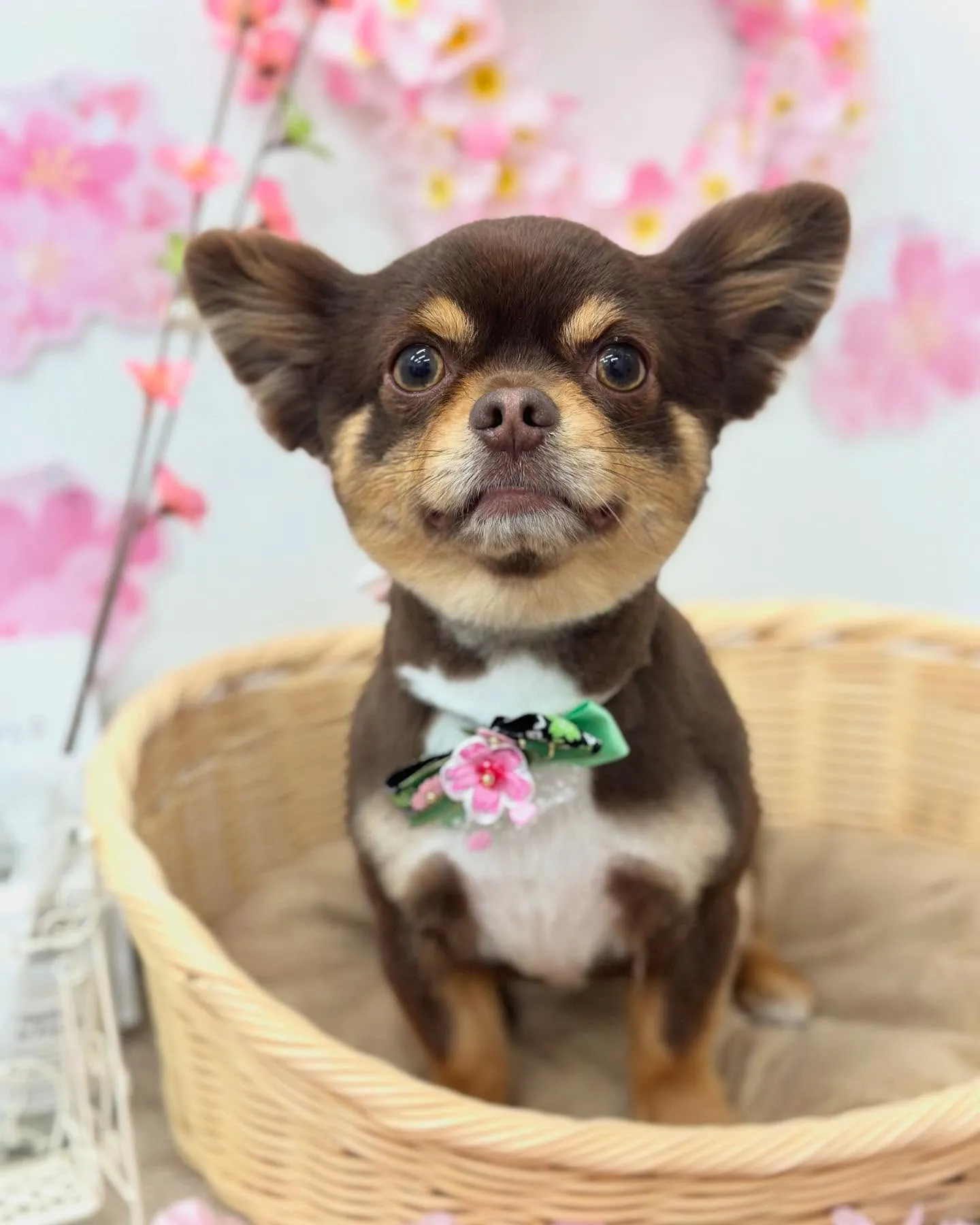 ハッピーくん🩵ノヴァくん🩵