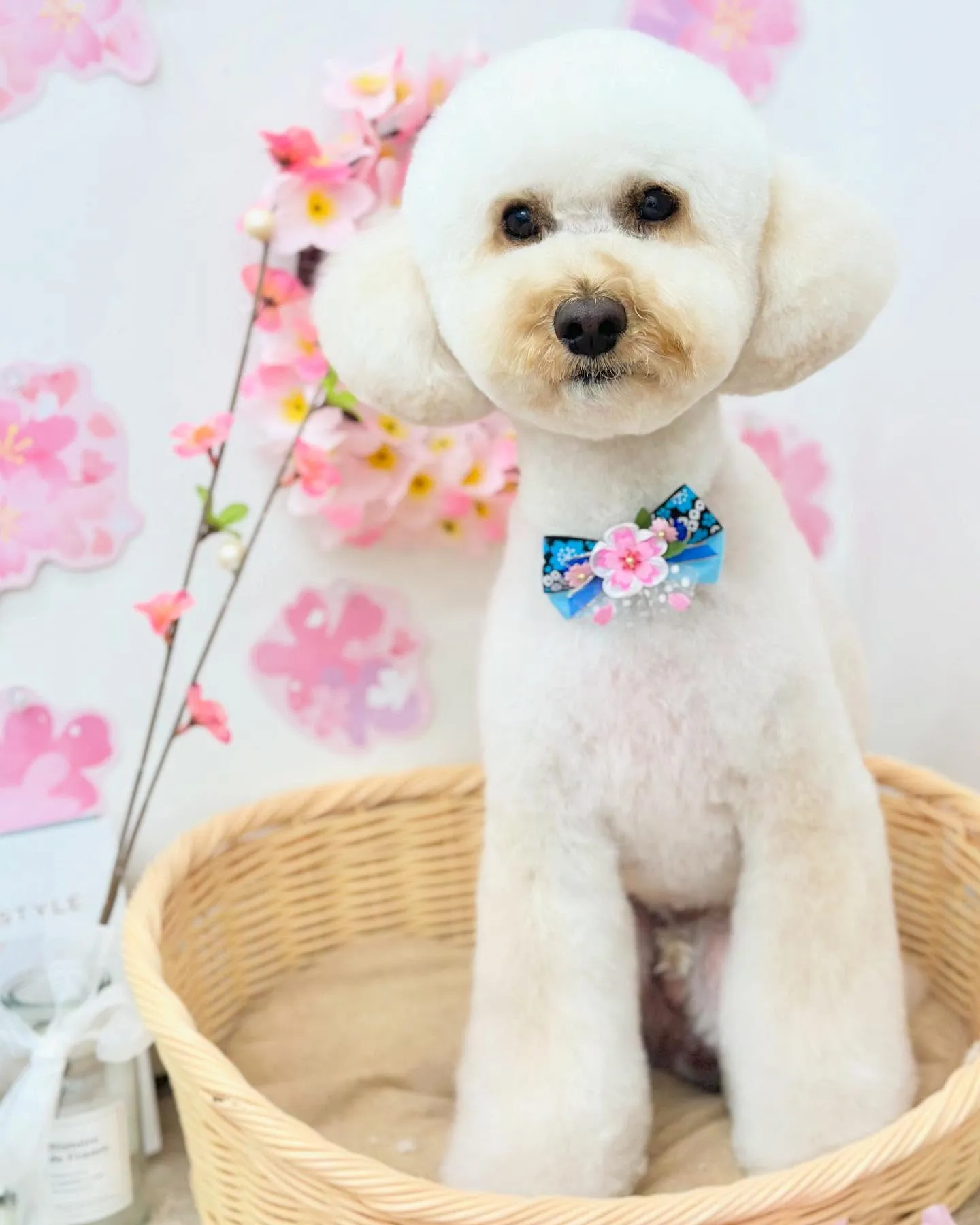 こはくくん🐻‍❄️💛