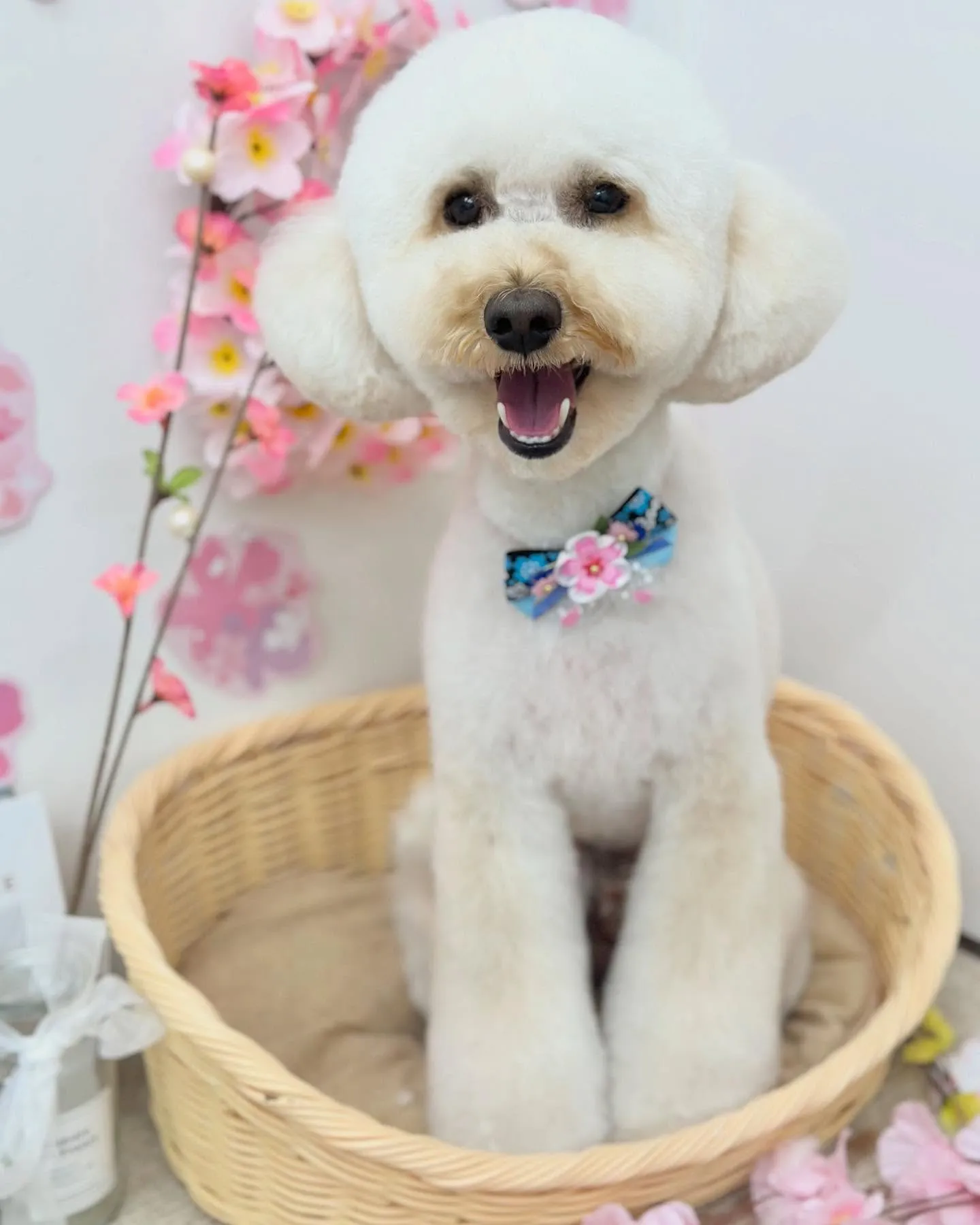 こはくくん🐻‍❄️💛