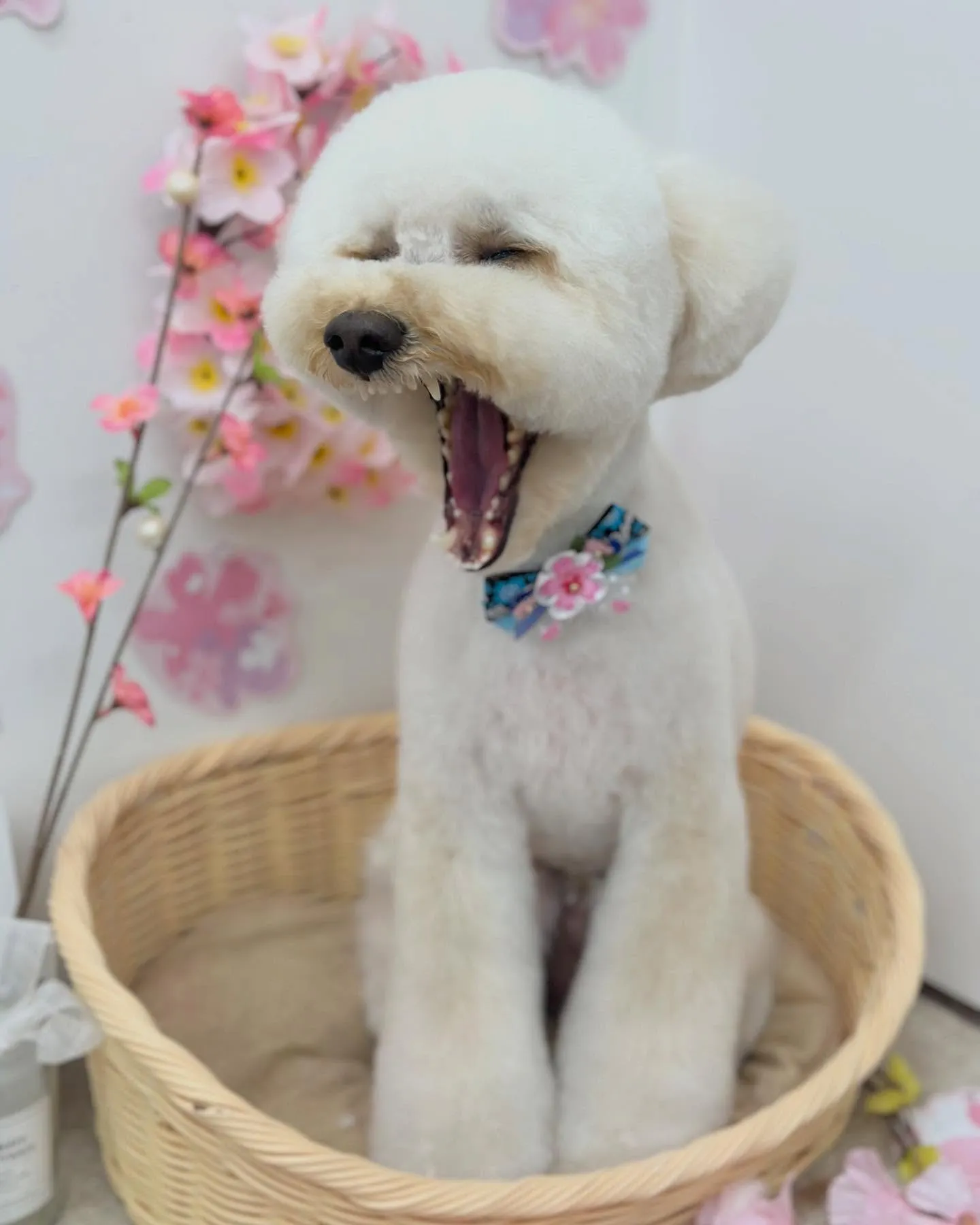 こはくくん🐻‍❄️💛