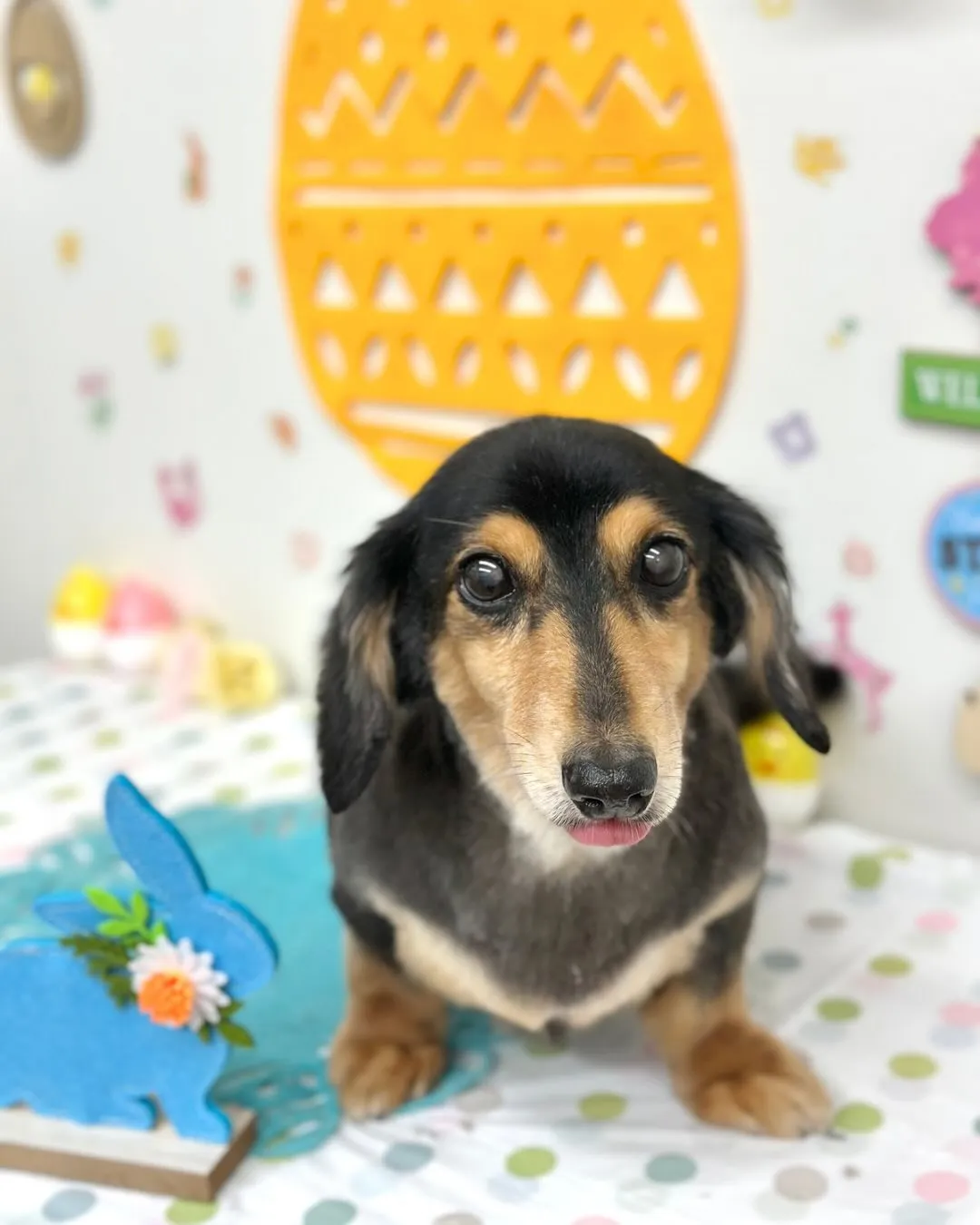 🐣ロンくん🐣