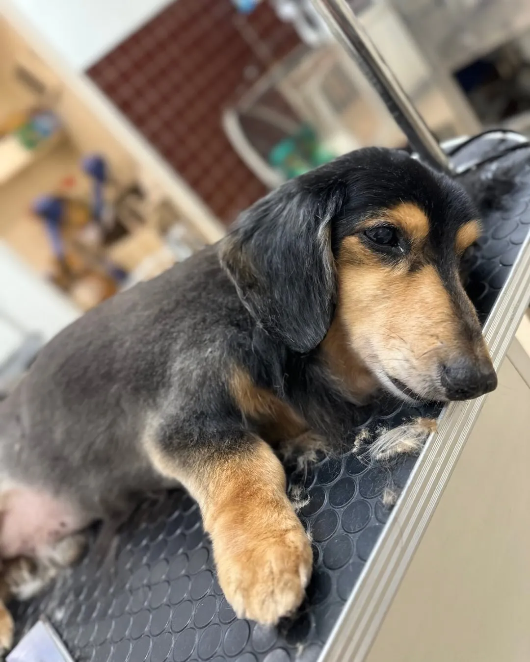 🐣ロンくん🐣