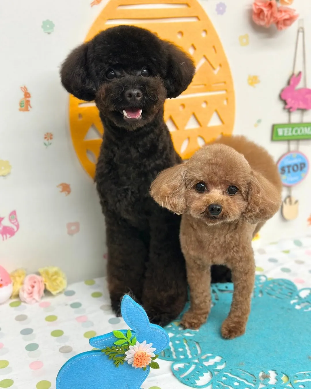 🐣つきくん・らんちゃん・はるちゃん・すずちゃん🐣