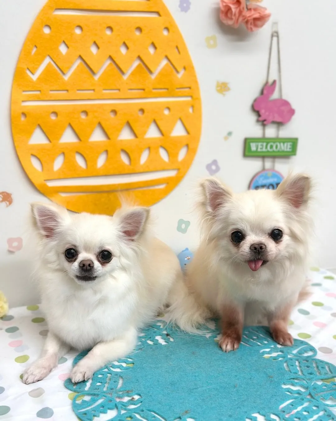 🐣つきくん・らんちゃん・はるちゃん・すずちゃん🐣