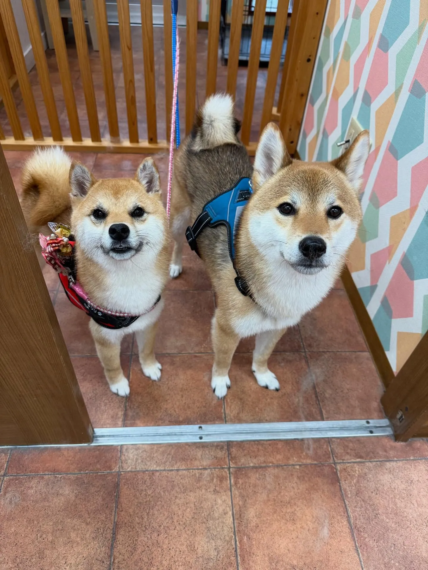 ロイくん🍀リリちゃん🍀