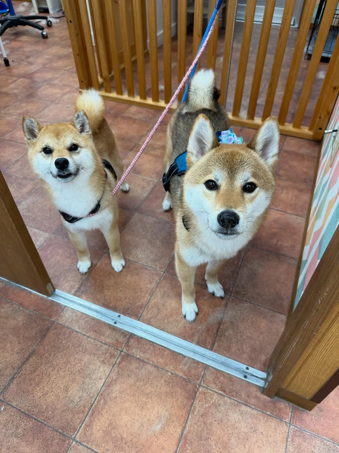 ロイくん🍀リリちゃん🍀