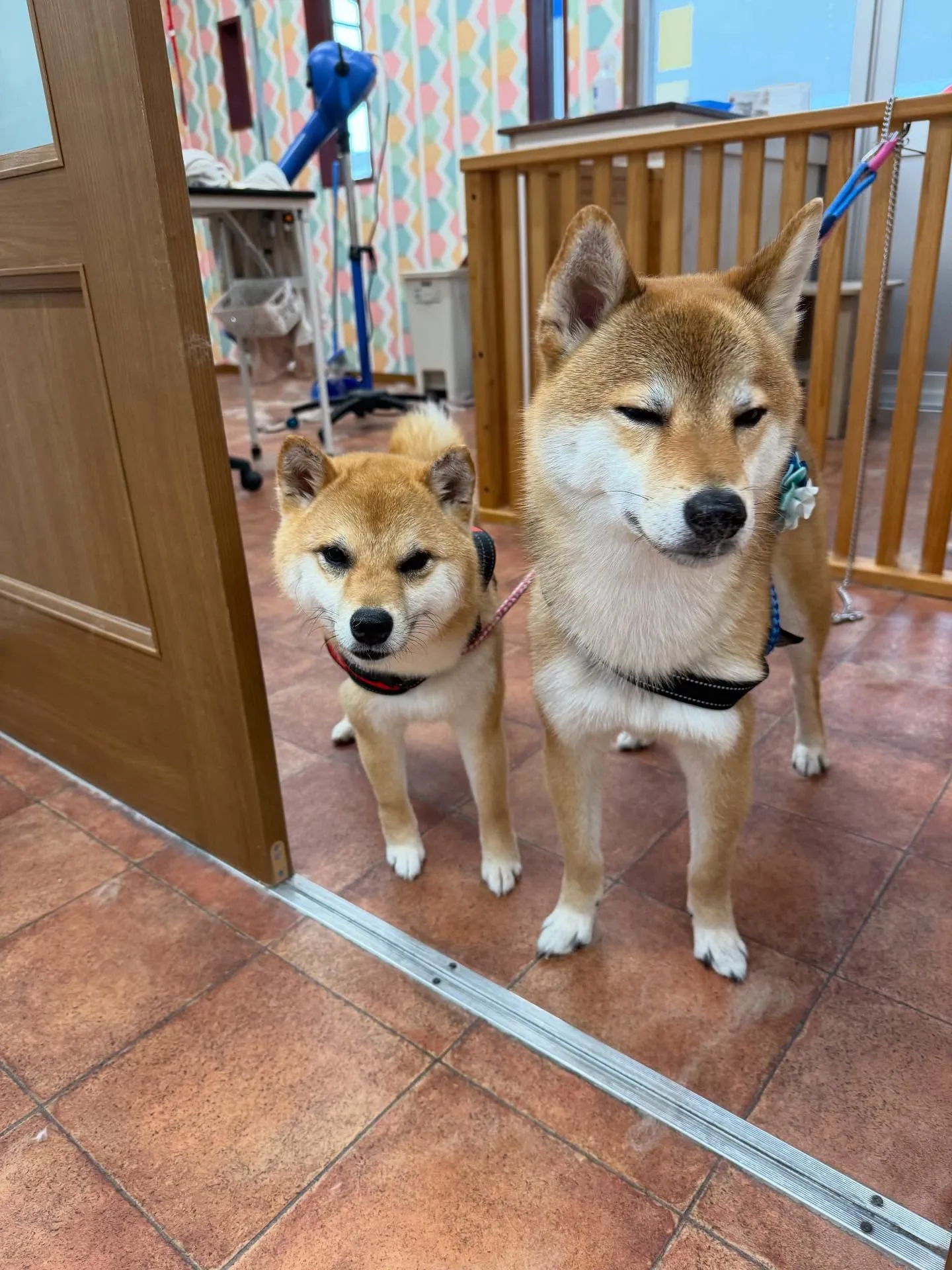 ロイくん🍀リリちゃん🍀