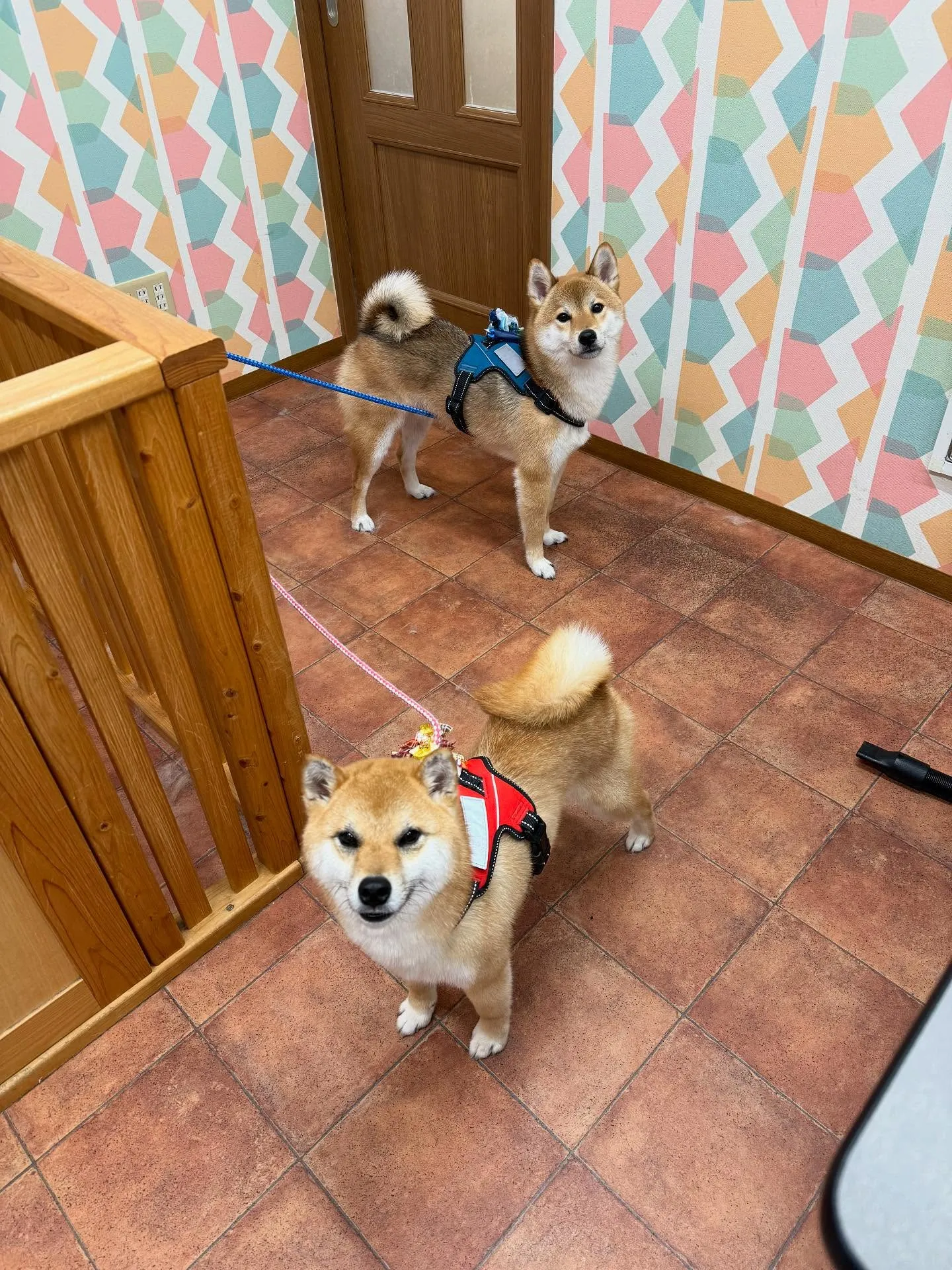 ロイくん🍀リリちゃん🍀