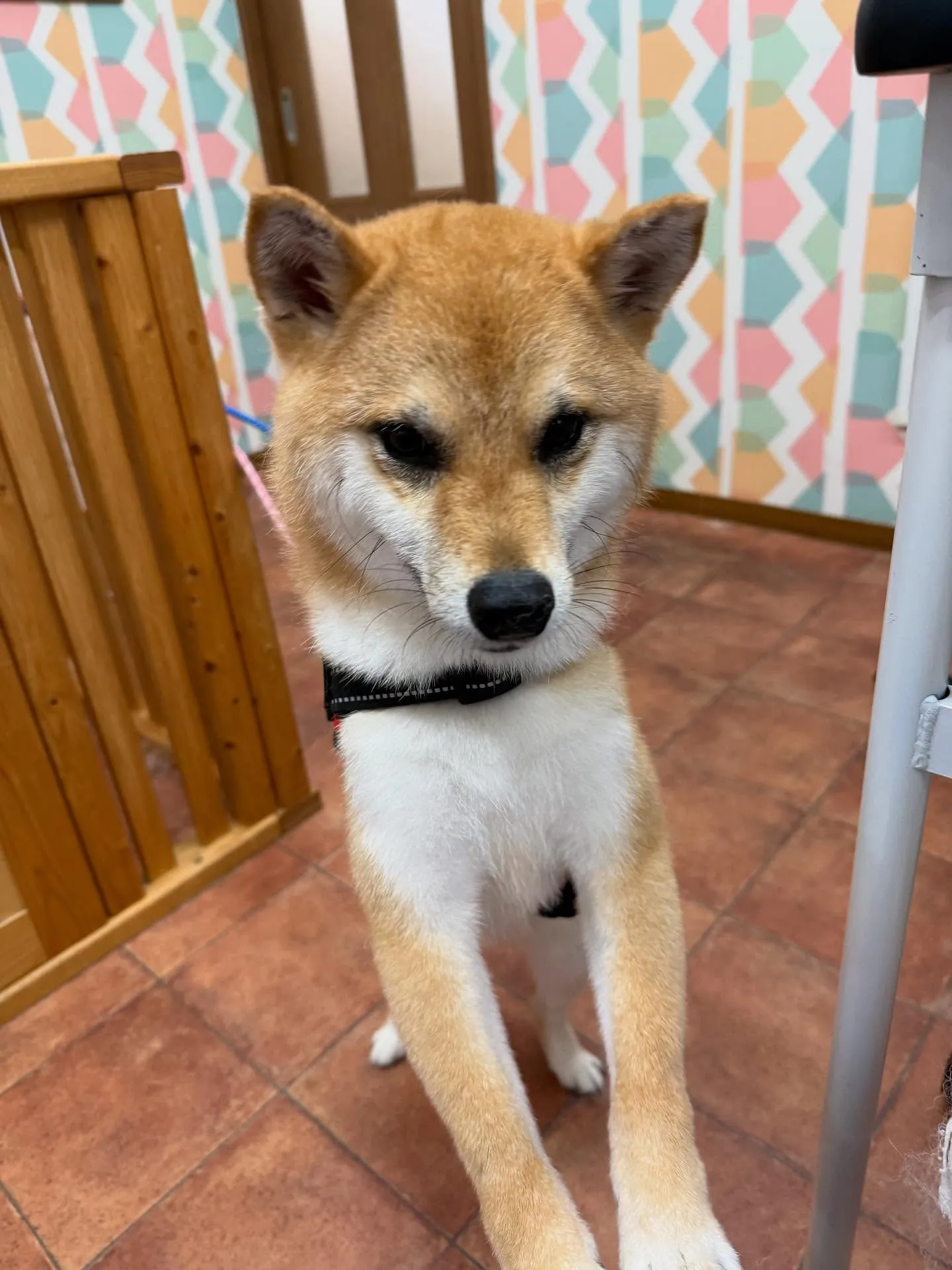 ロイくん🍀リリちゃん🍀