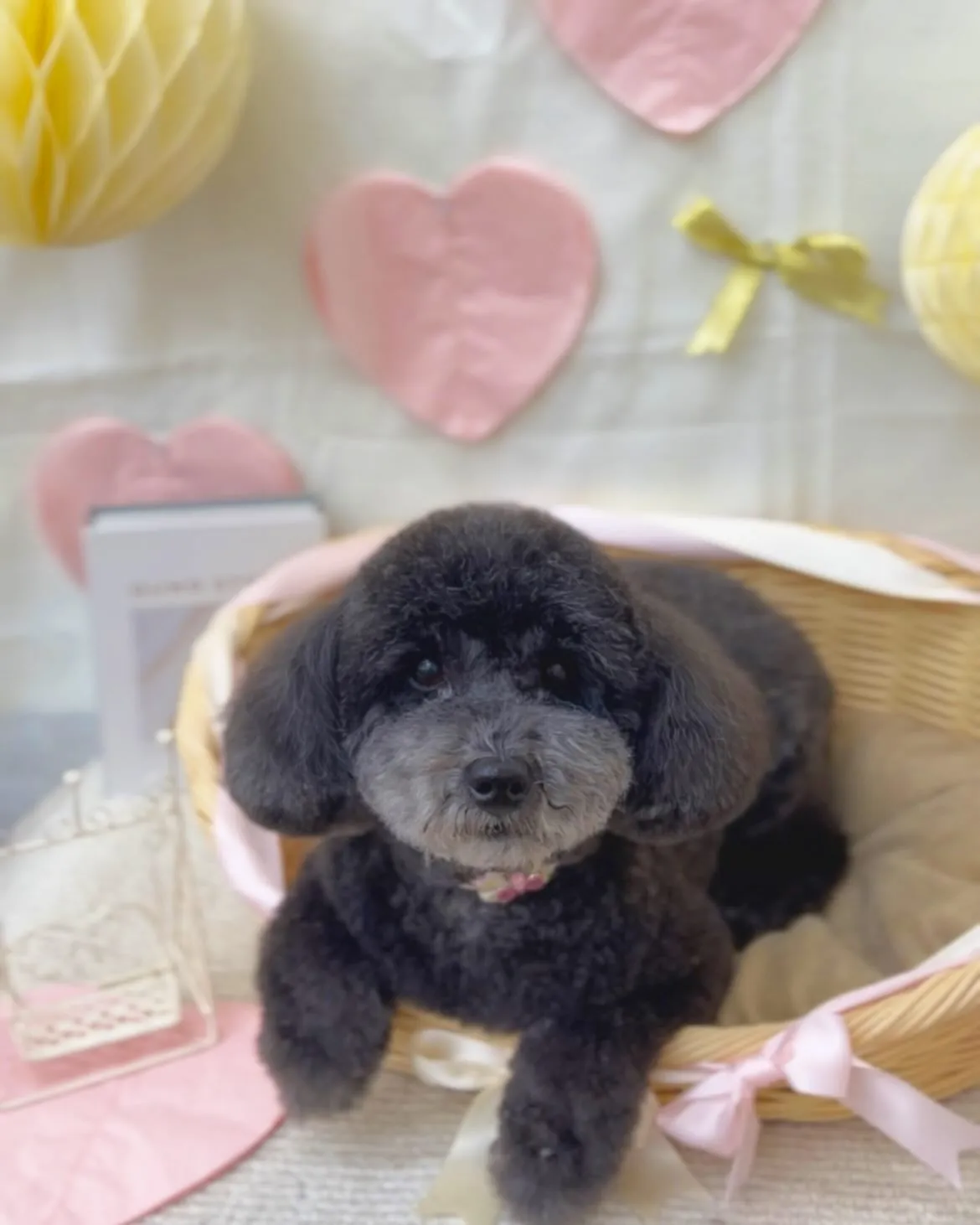 りおちゃん︎💗