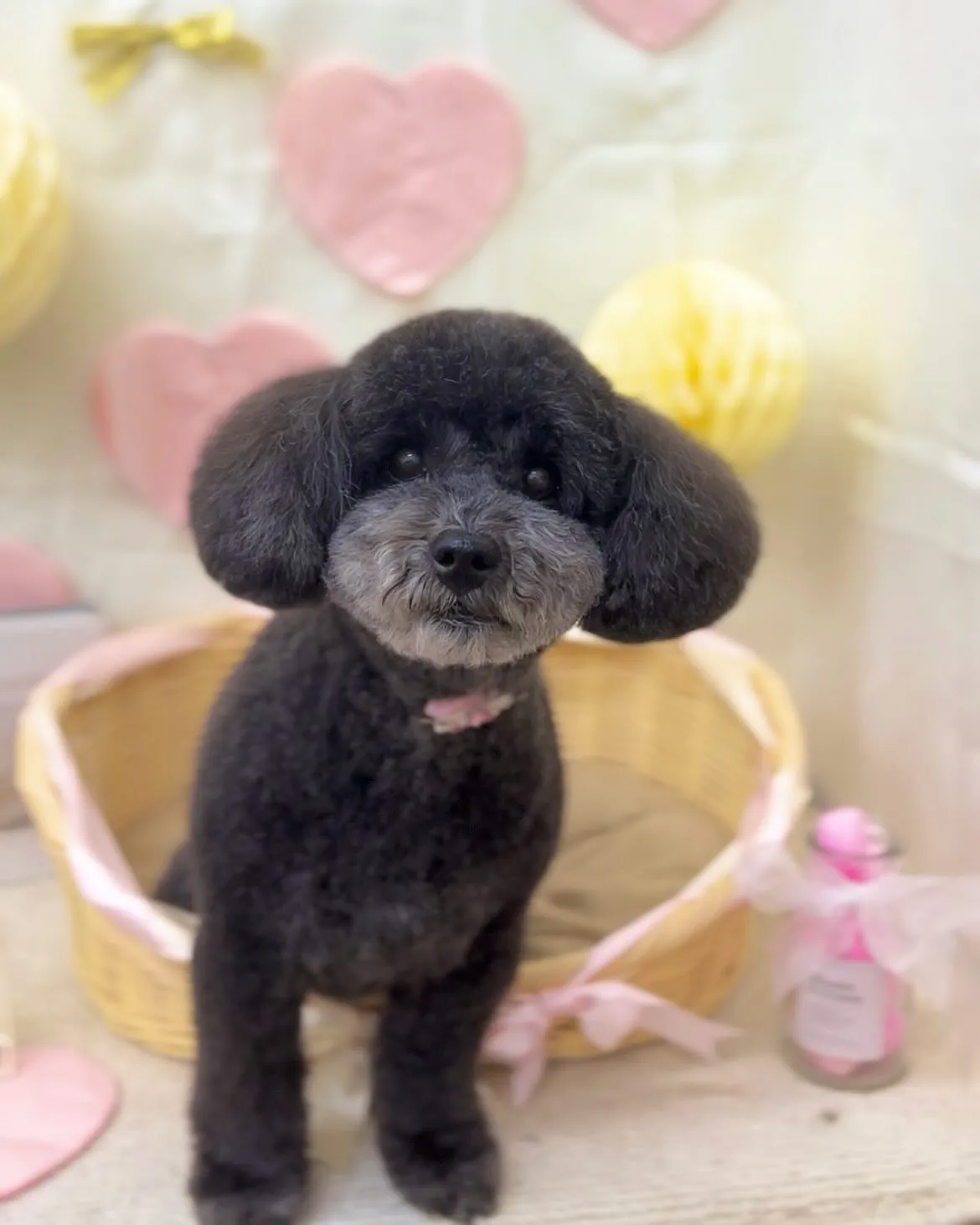 りおちゃん︎💗