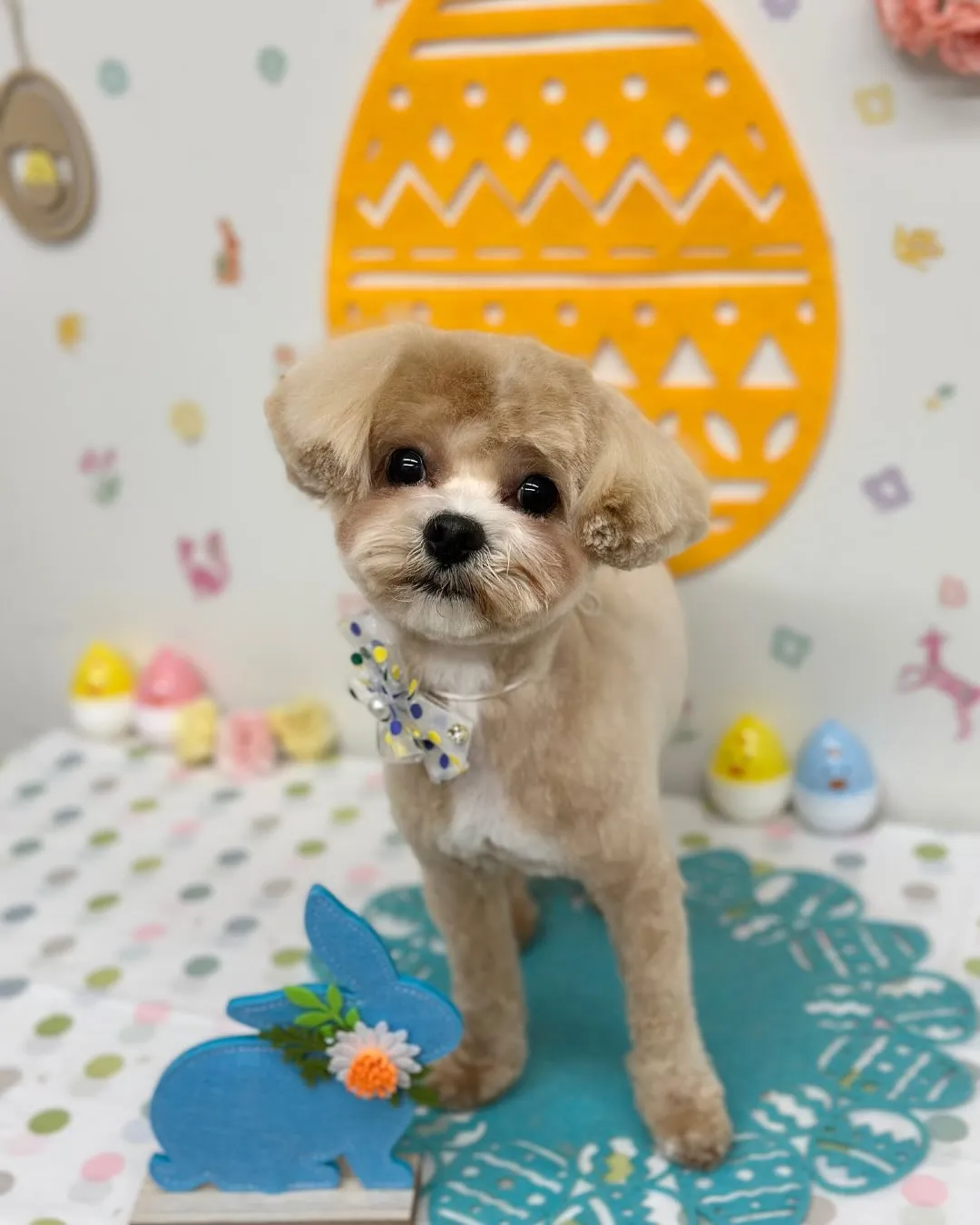 🐣プリンくん🐣