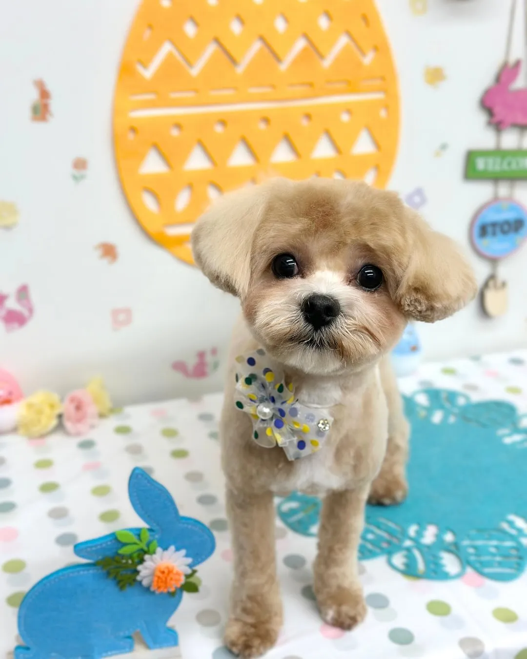 🐣プリンくん🐣