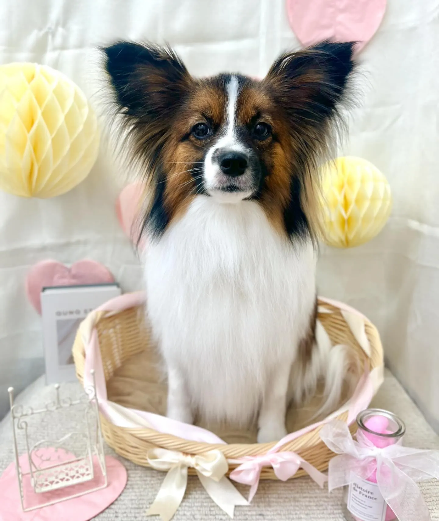 みるくちゃん🍼