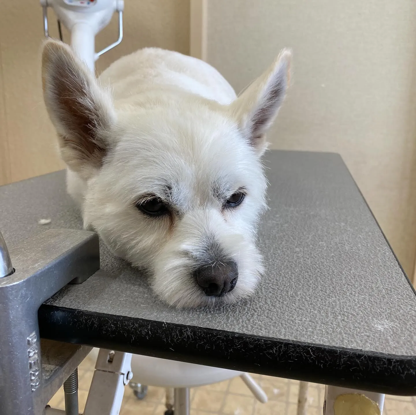 あいちゃん🍓✨