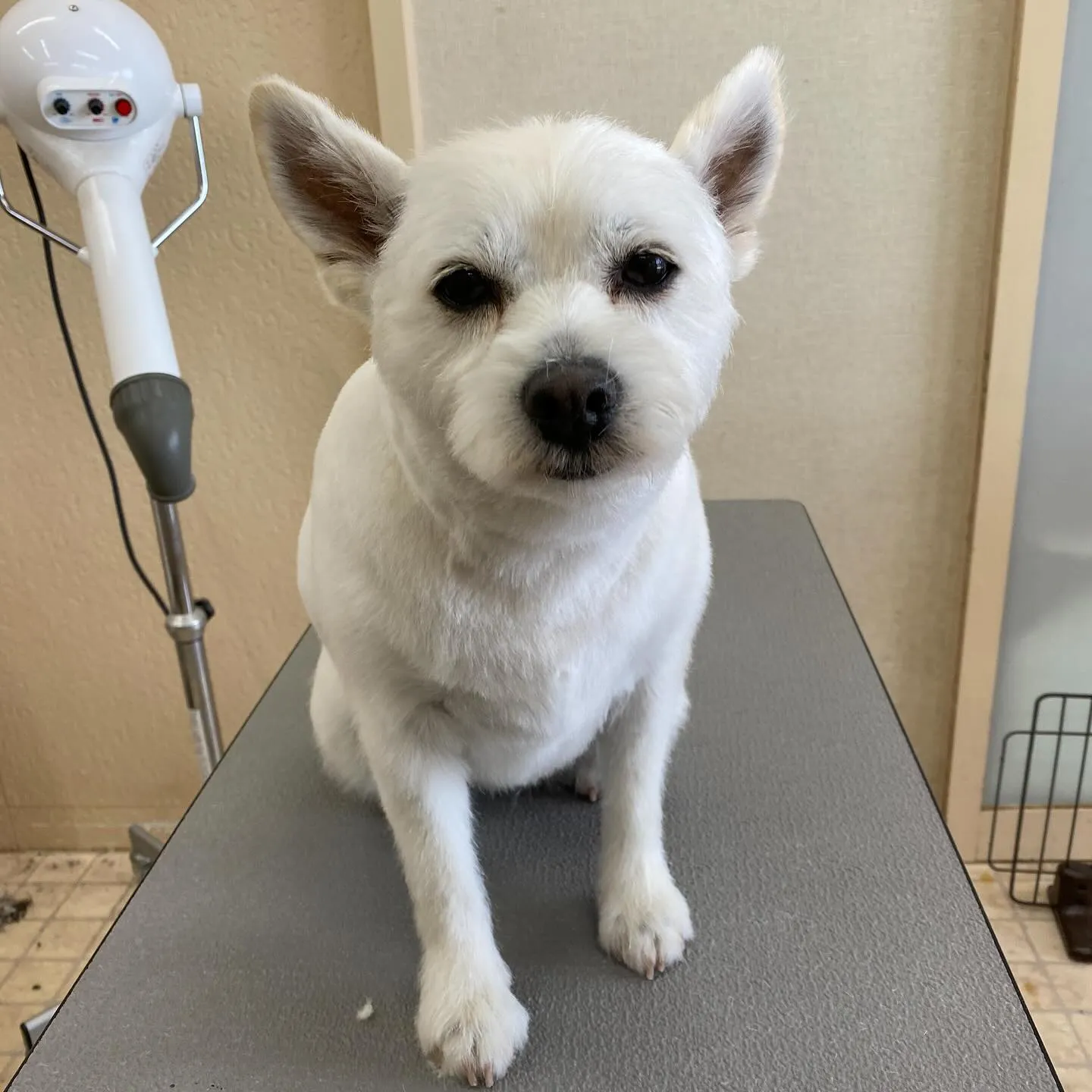 あいちゃん🍓✨