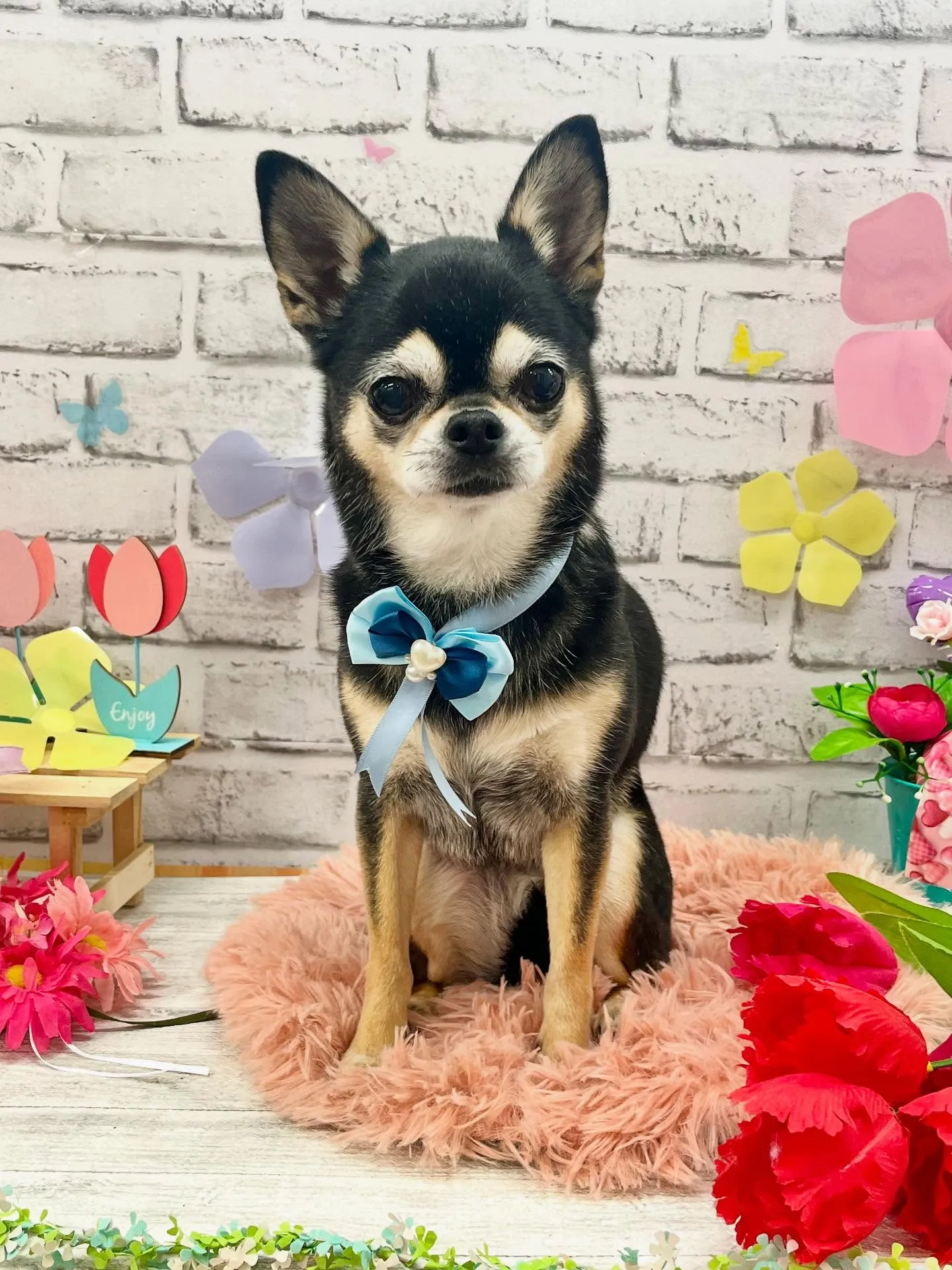 リボンちゃん🎀