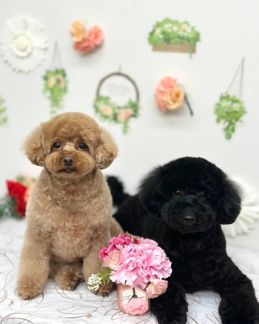 🍀ここちゃん･なぎくん🍀