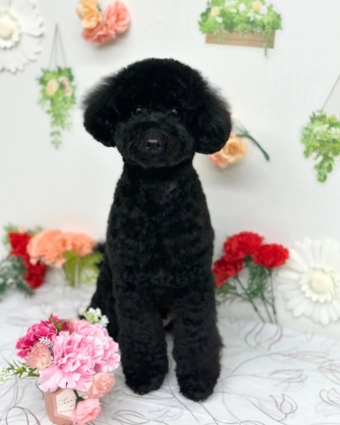 🍀ここちゃん･なぎくん🍀