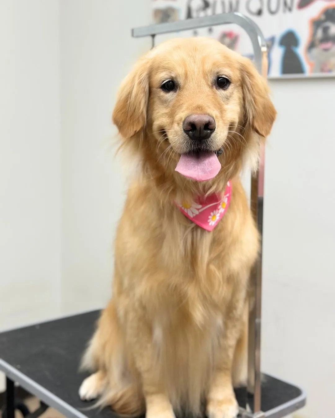 🍀ももちゃん🍀