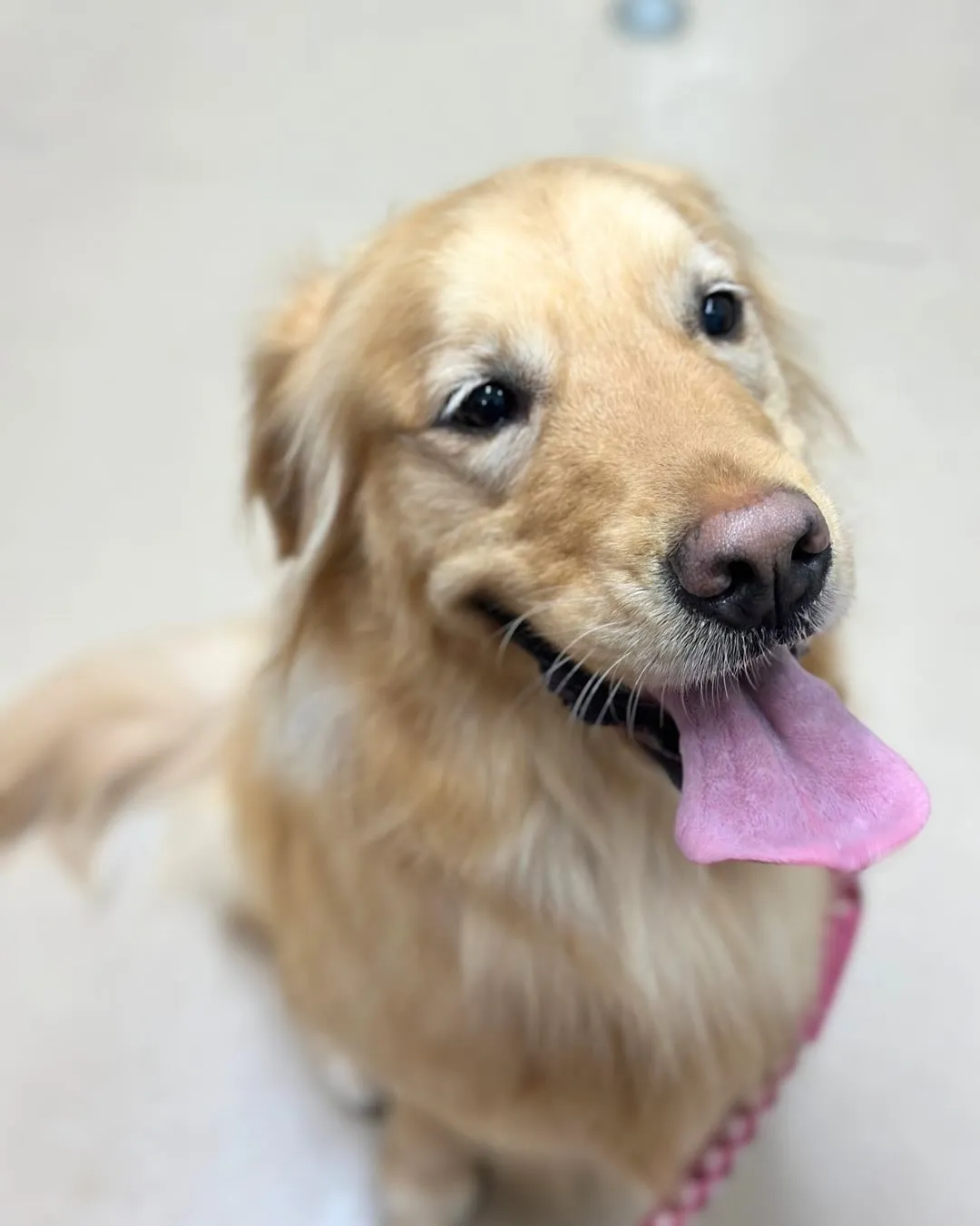 🍀ももちゃん🍀