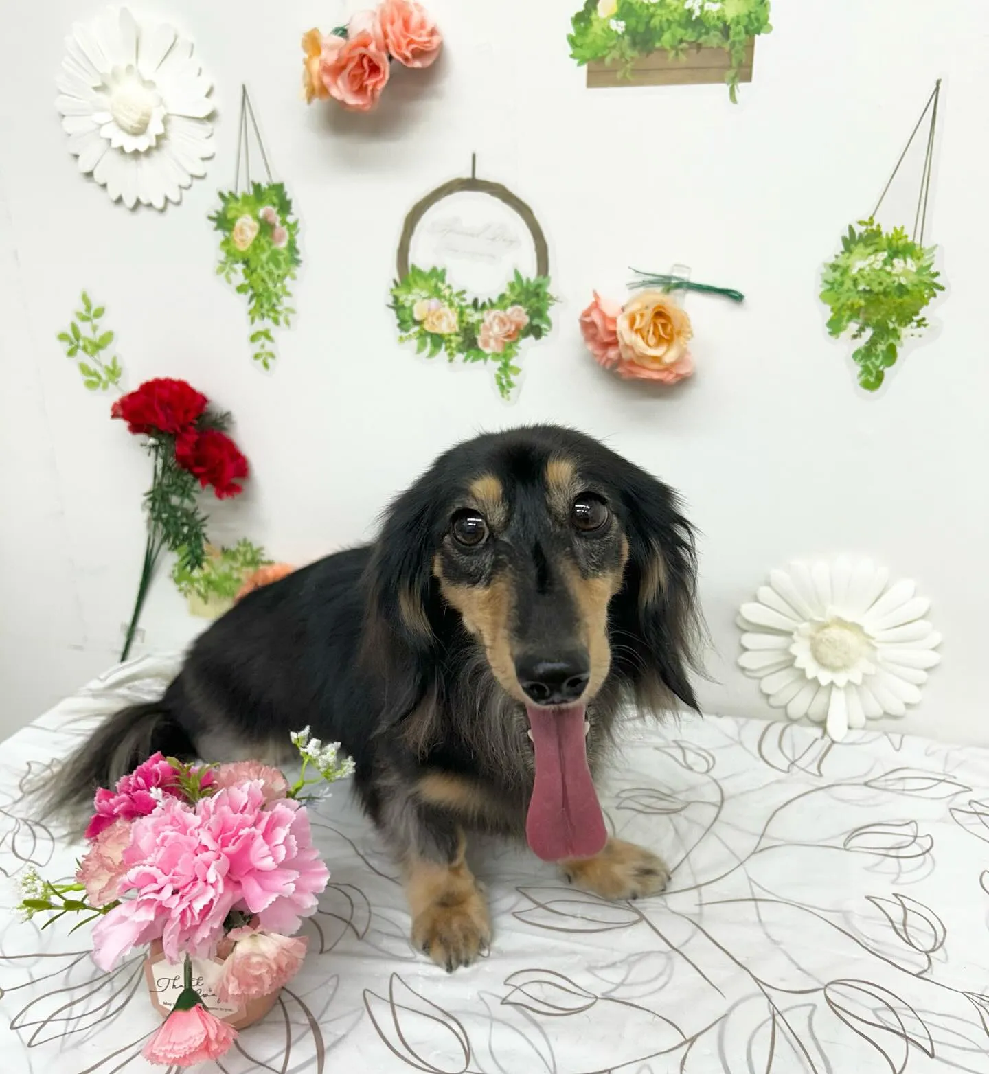 ココアちゃん︎💕︎