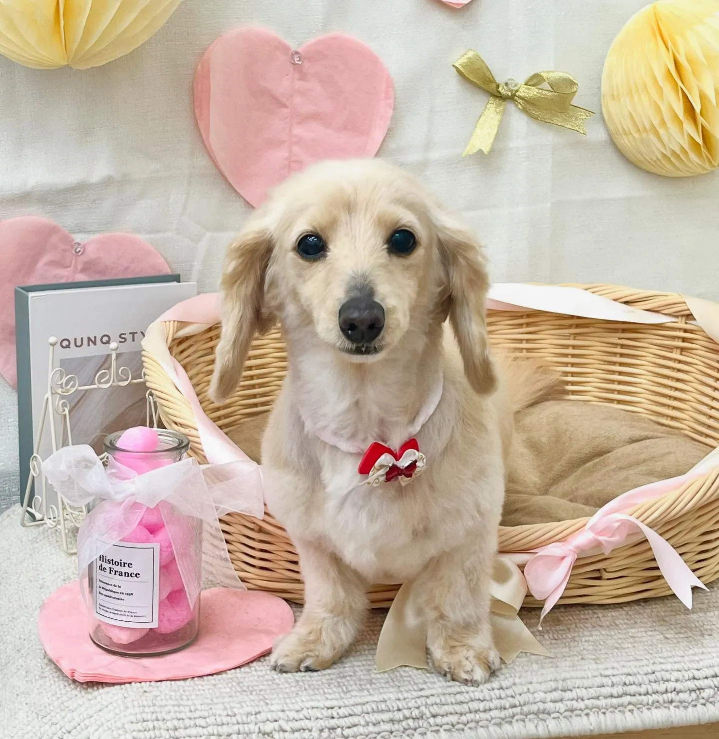 さくらちゃん🌸