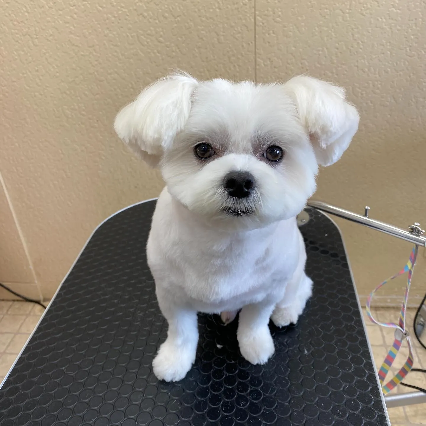 マロンちゃん🍬