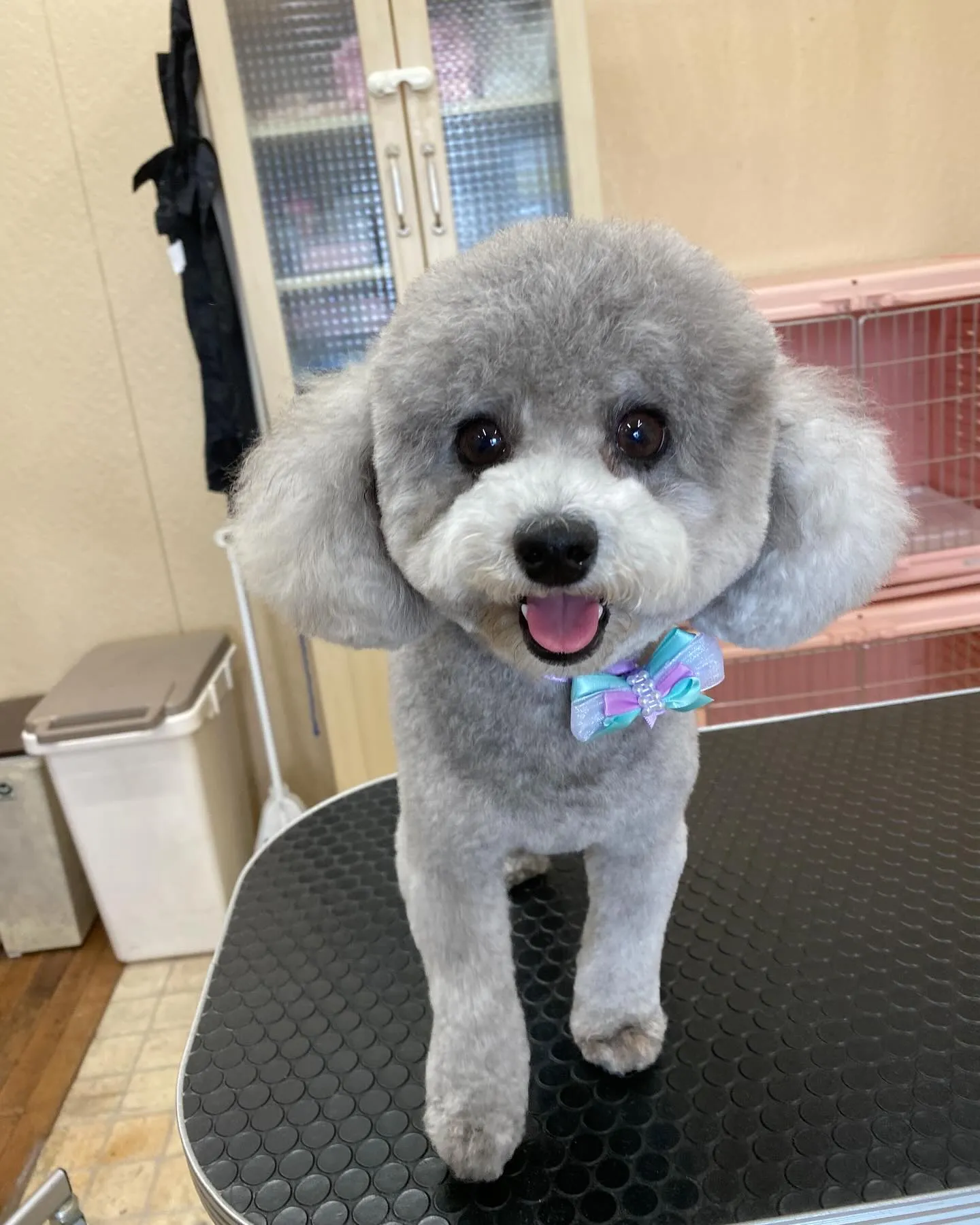 あんずちゃん🍬