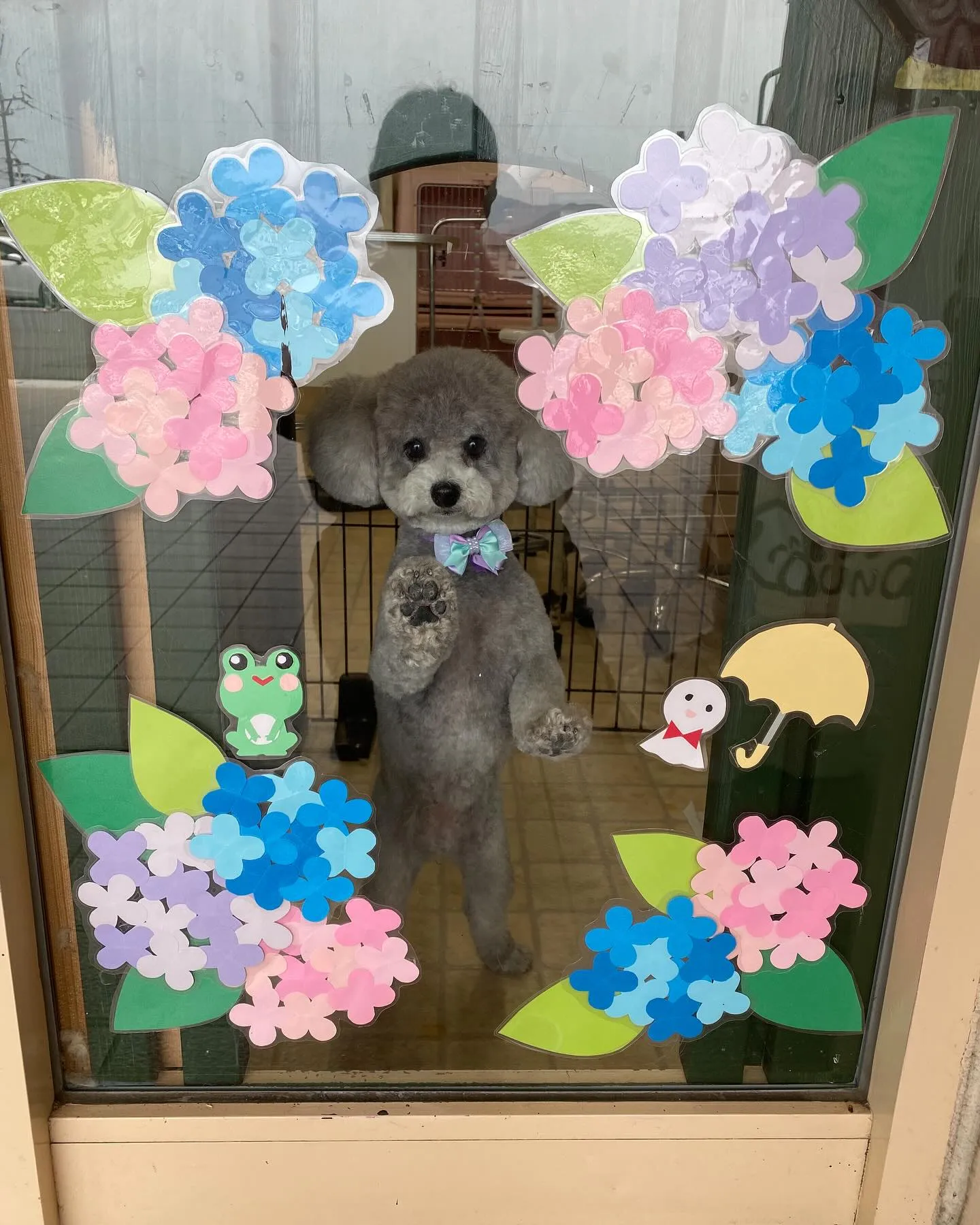 あんずちゃん🍬