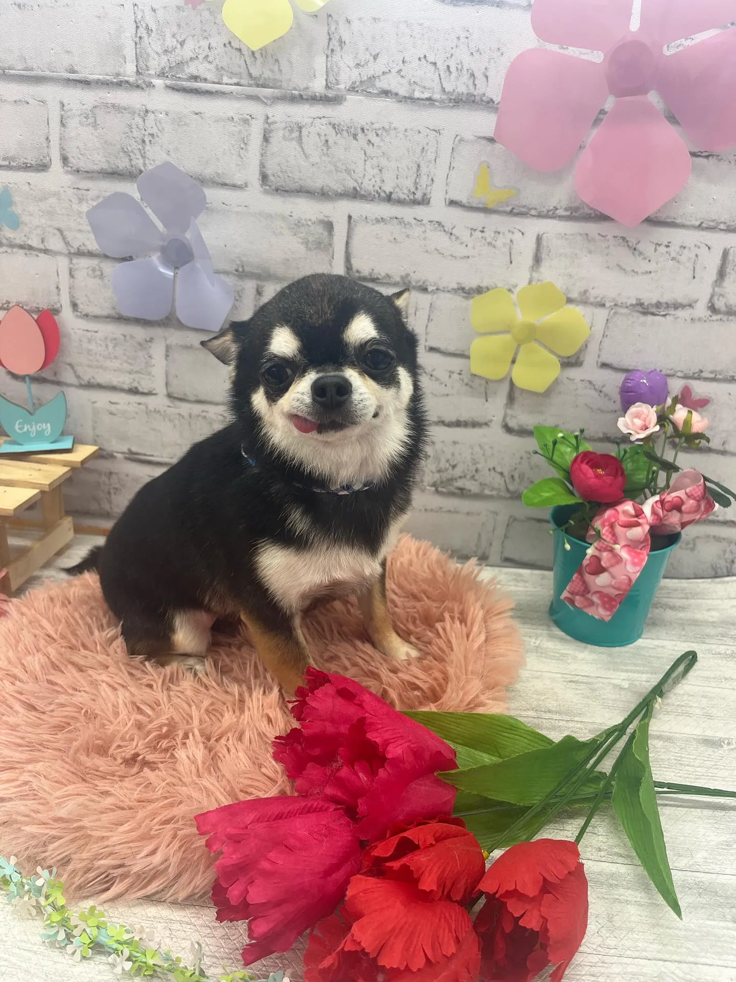 ロクくん、ムギちゃん、クムくん💕